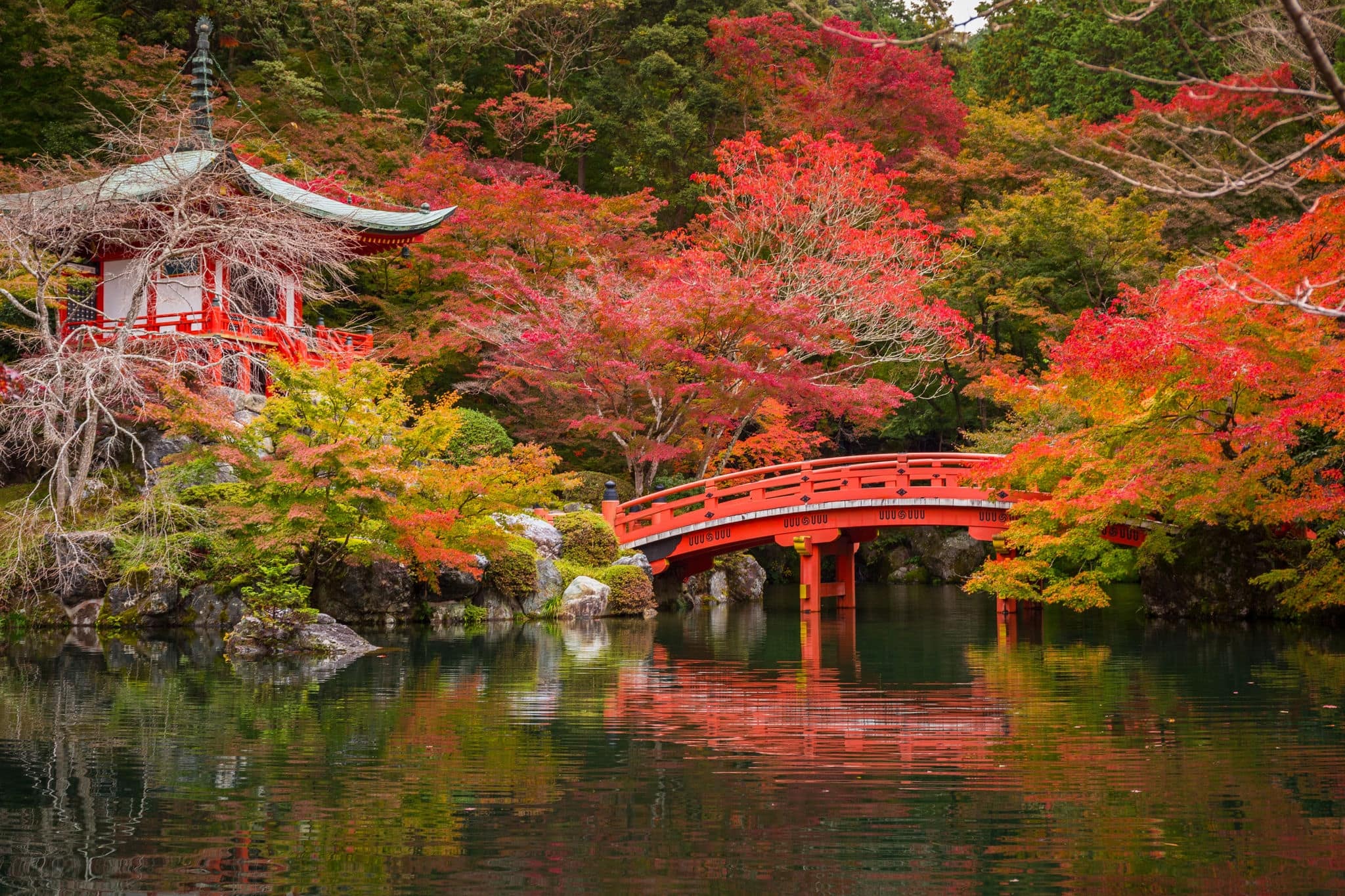 Beautiful japanese garden with colorful maple trees in autumn, Kyoto