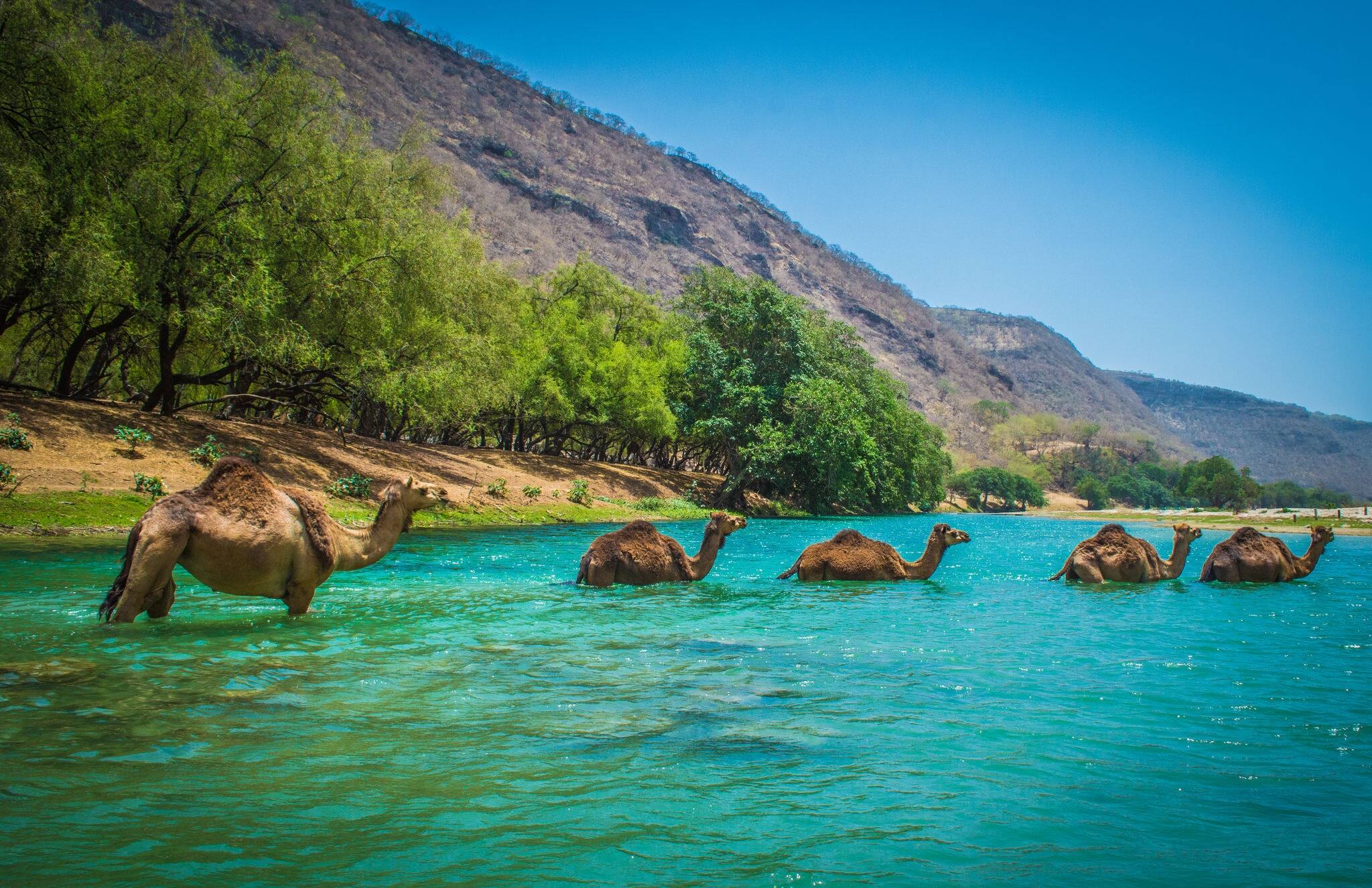 Camels Crossing a River at Desert Oasis 