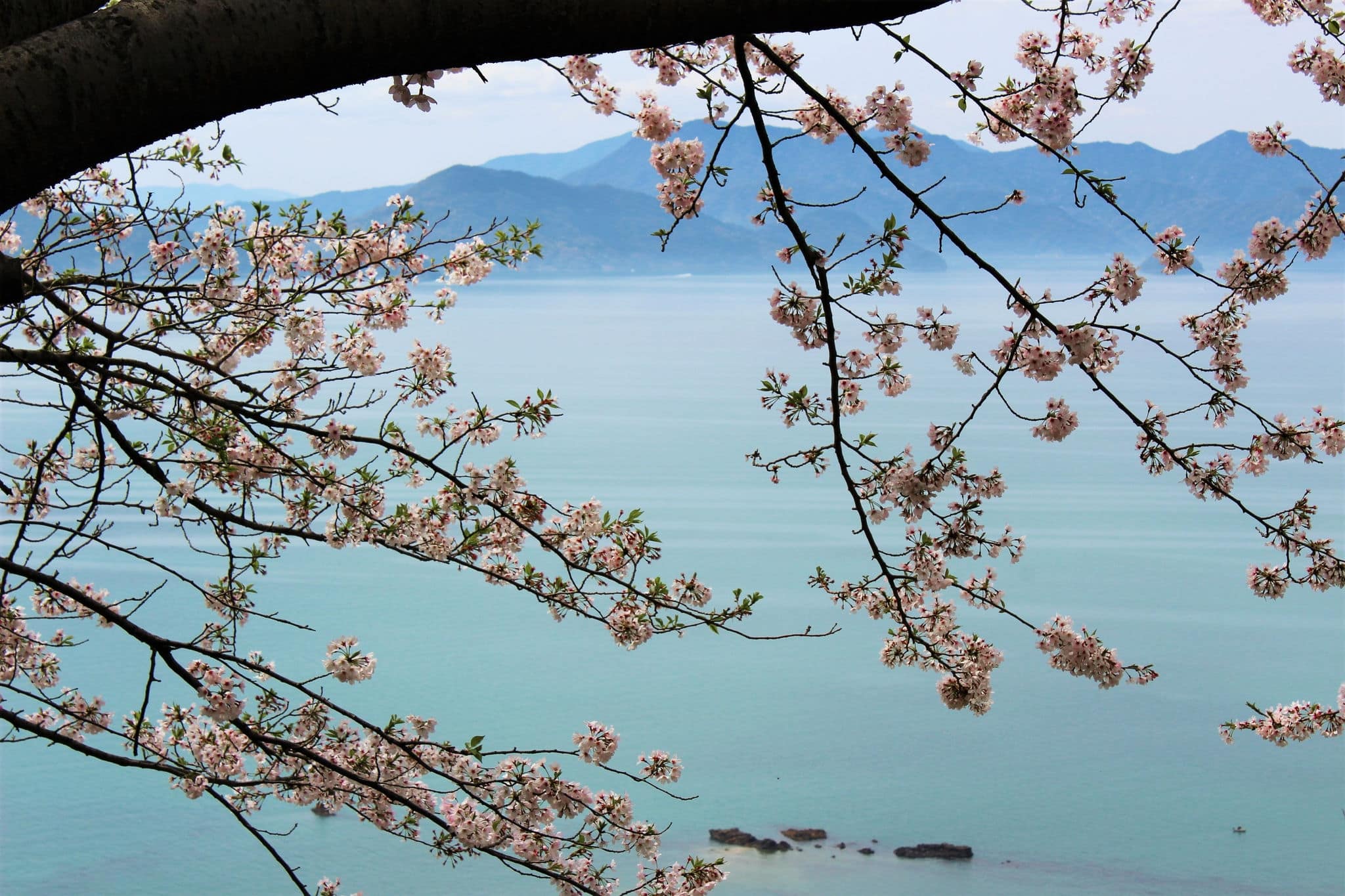 Cherry blossoms with a view of Yatsushiro Sea