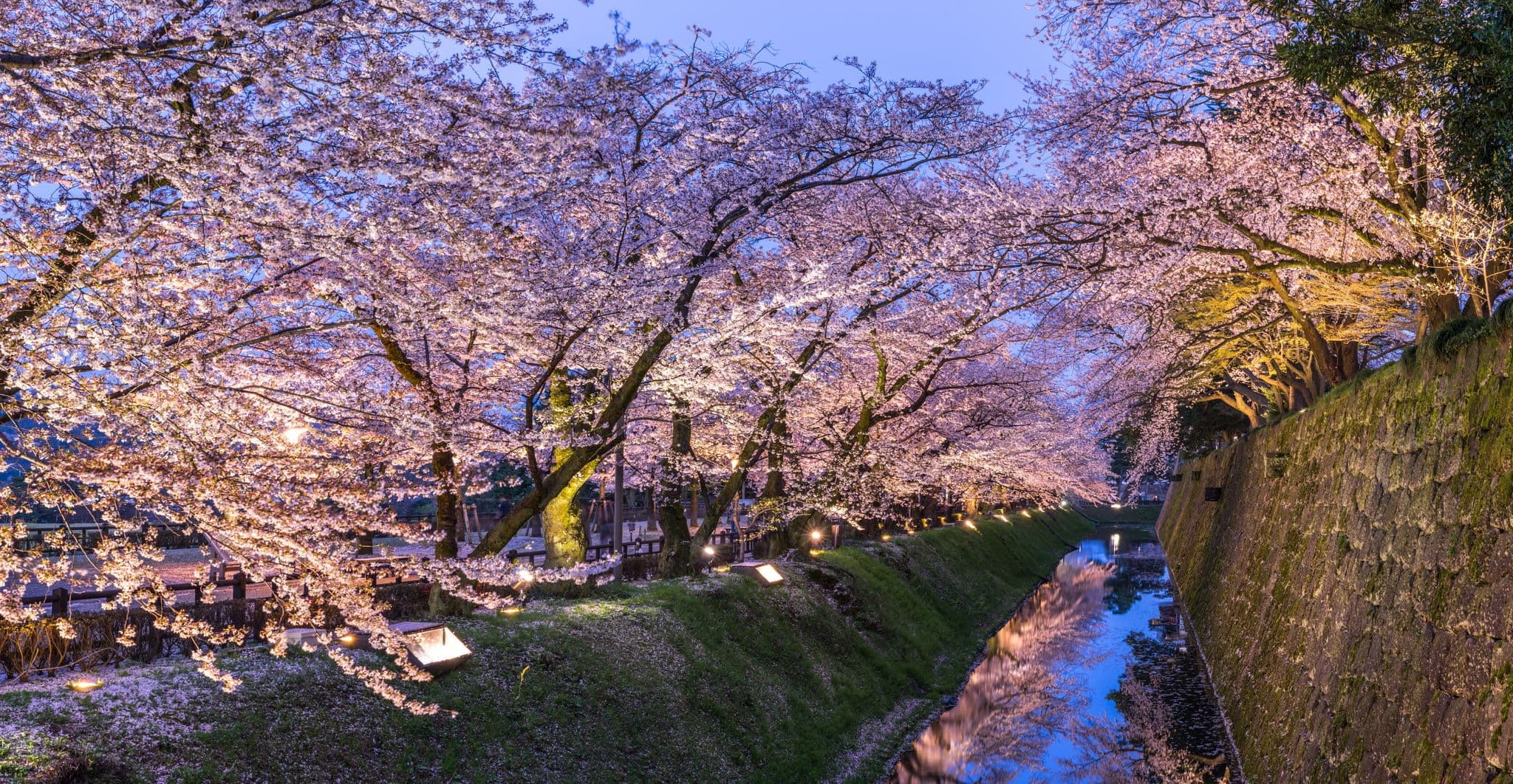 Pink sakura trees (Cherry Blossom) at dusk at Kanazawa Castle Park in panoramic landscape view