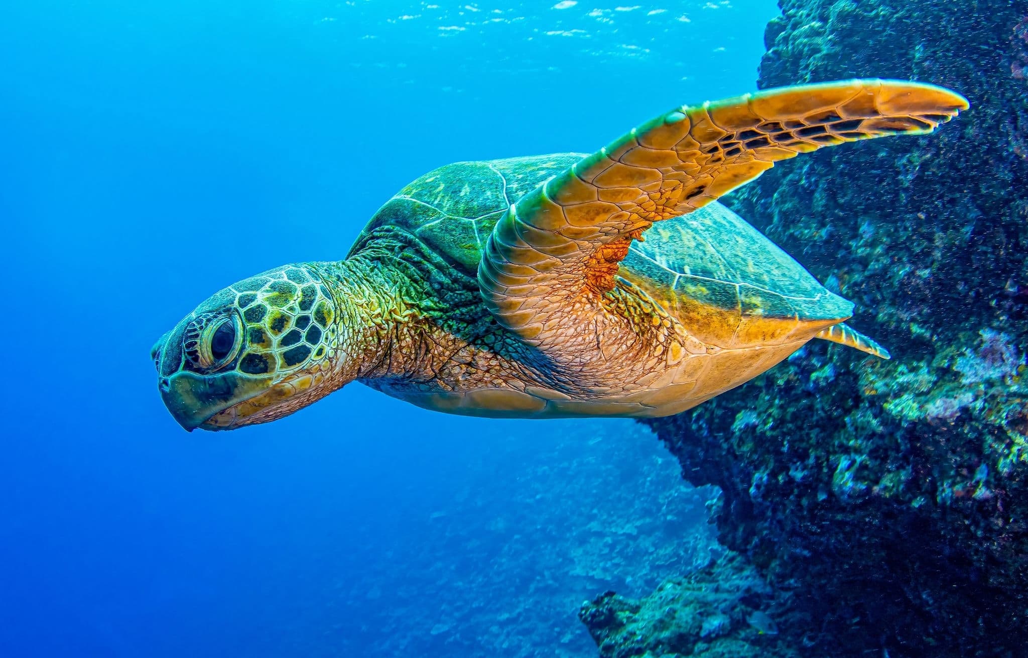 Sea turtle swims in the underwater world. Underwater sea turtle. Sea turtle underwater. Sea turtle undersea