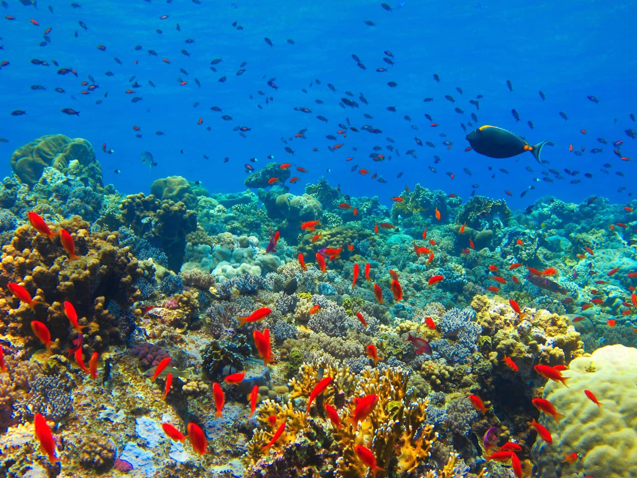 Colorful rich coral reef with fish in the shallow blue water. Snorkeling in the blue sea with coral, red fish (Anthias) and black surgeonfish (Acanthuridae). Paradise underwater coral reef garden.