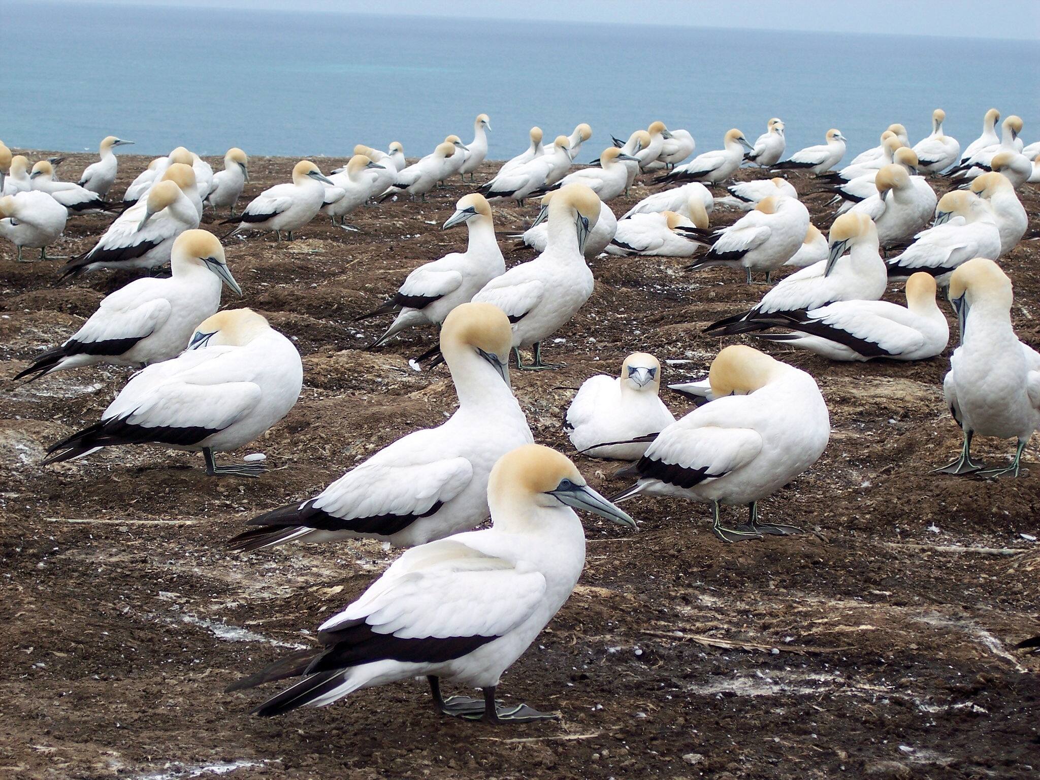 Gannet Colony at Cape Kidnappers