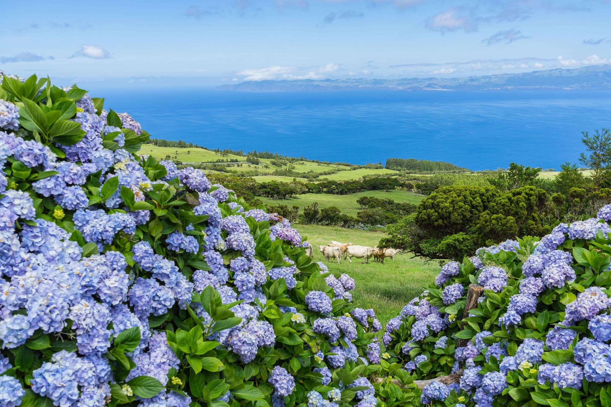 Typical azorean landscape with green hills, cows and hydrangeas, Pico Island, Azores