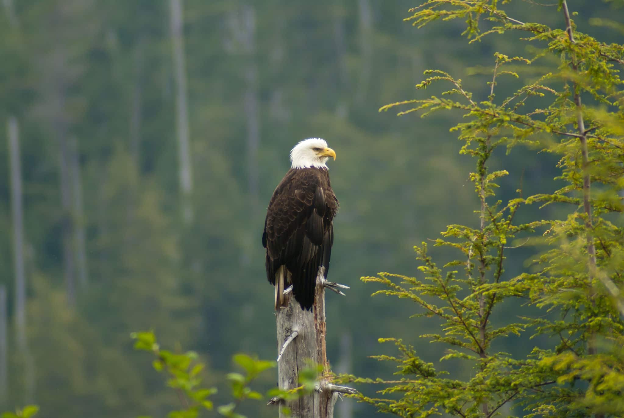 Bald Eagle at Sitka, Alaska
