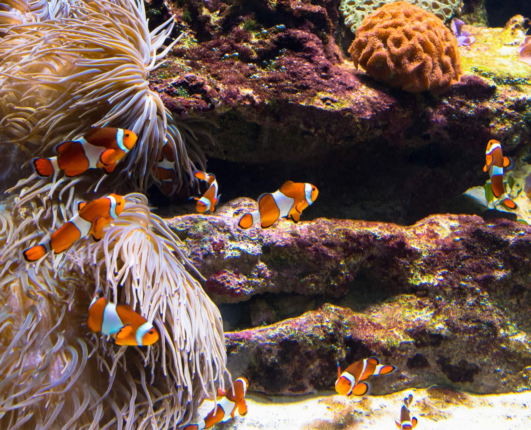 Clownfish in Vancouver aquarium