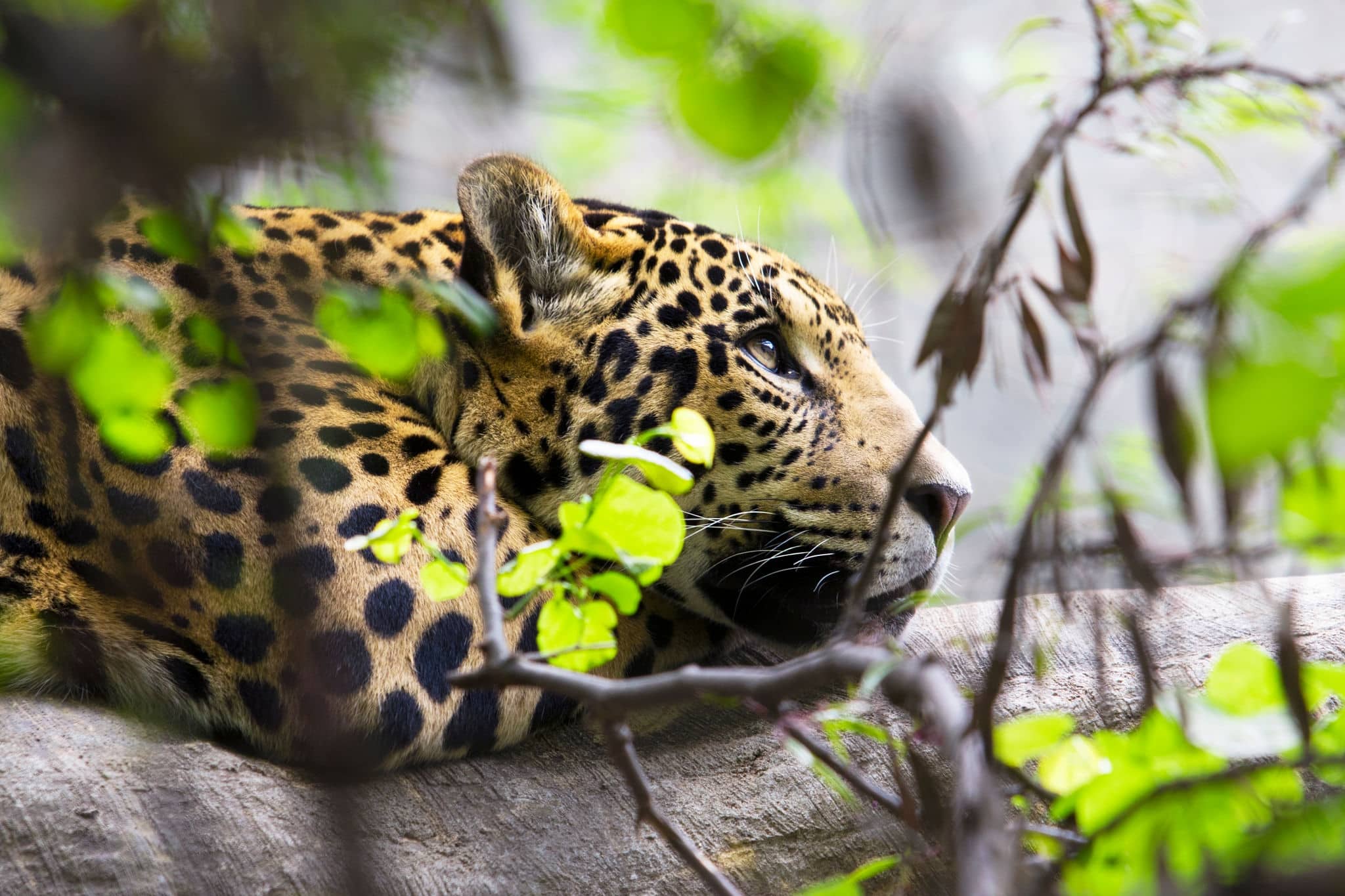 daydreaming jaguar. East London, South Africa February 2016