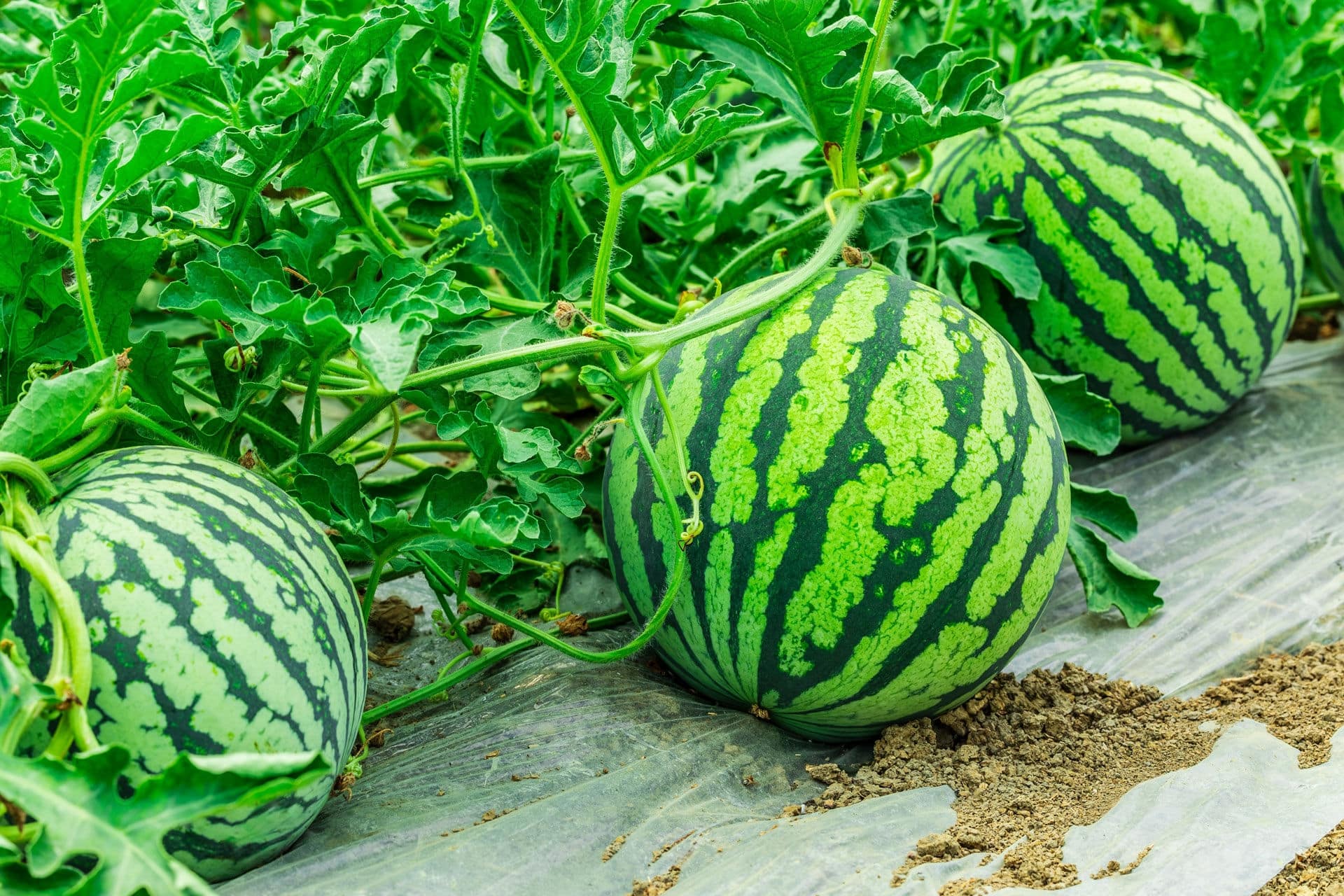 Kumamoto Watermelons.