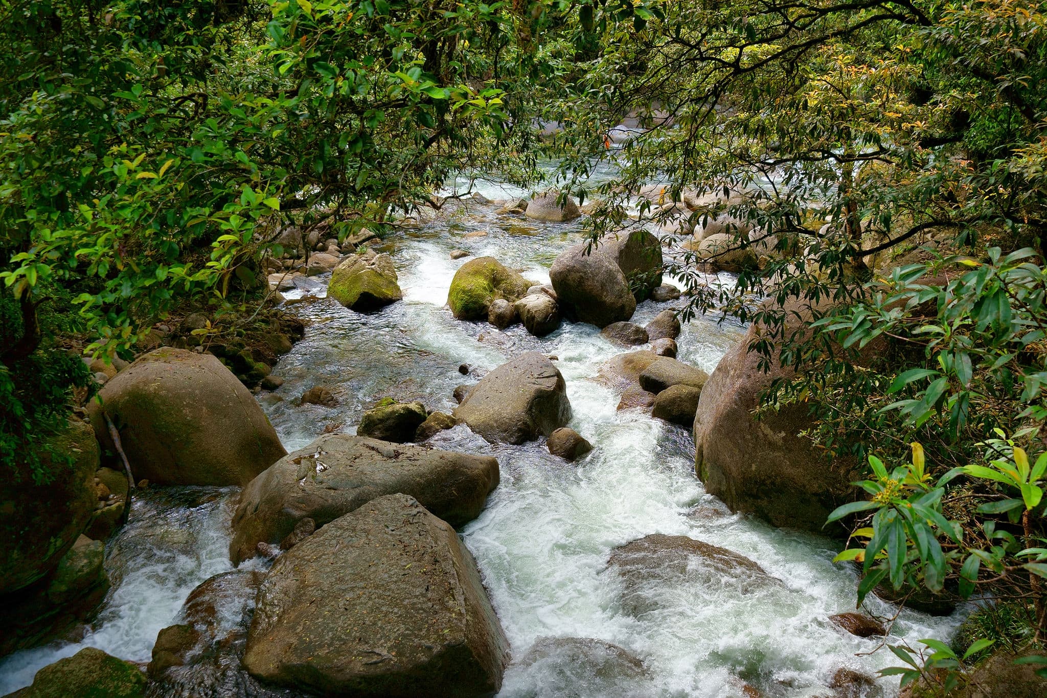 Daintree National Park (Mossman Section), Queensland, Australia
