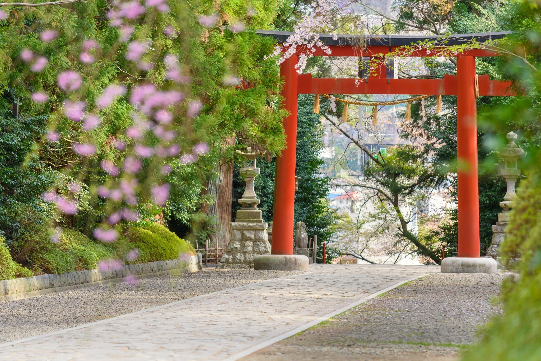 Torii, way and sakura at Osaki Hachimangu Shrine where is a Shinto Buddhist temple shrine in Sendai, Miyagi. This is Japanese architecture and style building famous nature travel landmark of Japan.