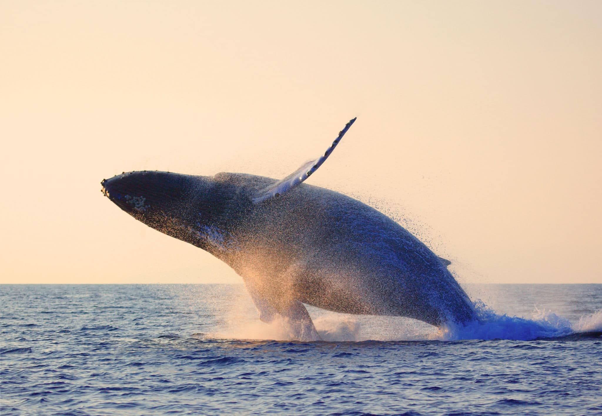 humpback whale breaching