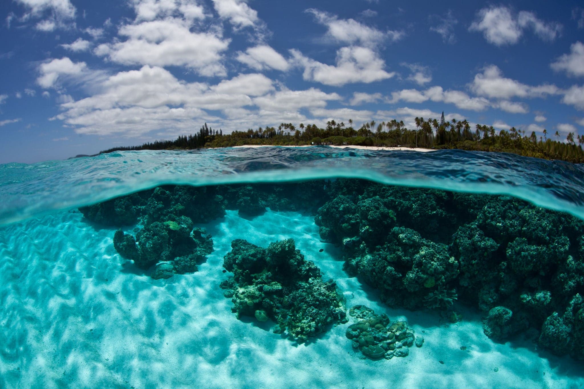 Corals grow just under the surface of the water near Isle de Mare near New Caledonia.  This beautiful island supports a variety of South Pacific invertebrates and fishes.