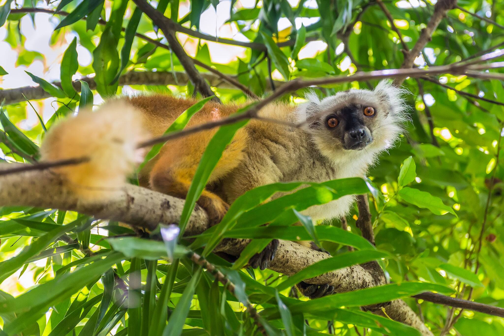Wildlife portrait of lemur gaze on Lokobe Strict Nature Reserve in Nosy Be Island, Madagascar, Africa