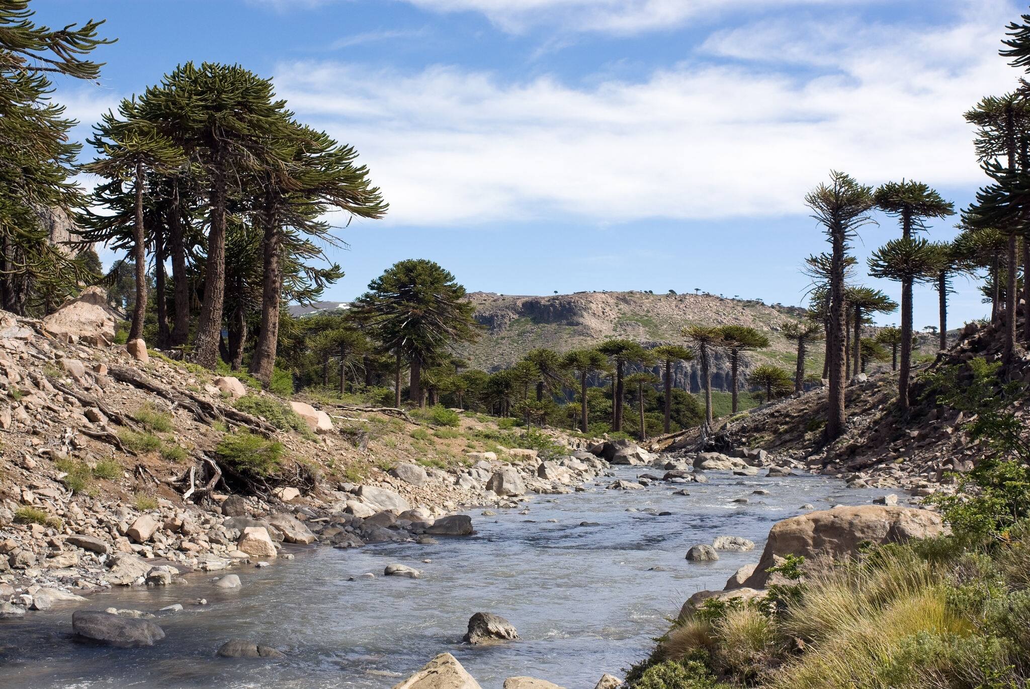 Agrio river, Patagonia, Neuqen. Land of dinosaurs. Provincial Park of Copahue.
