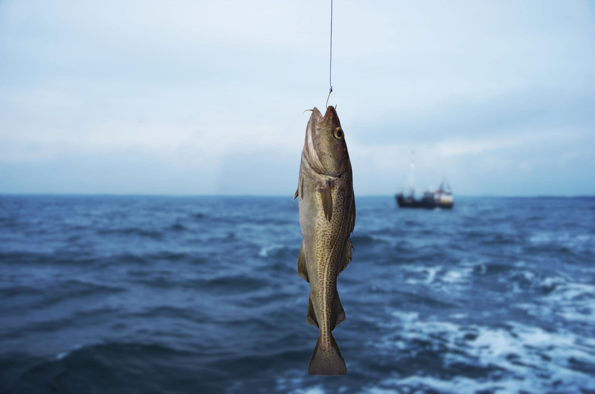 codfish on fishing-rod on background of sea