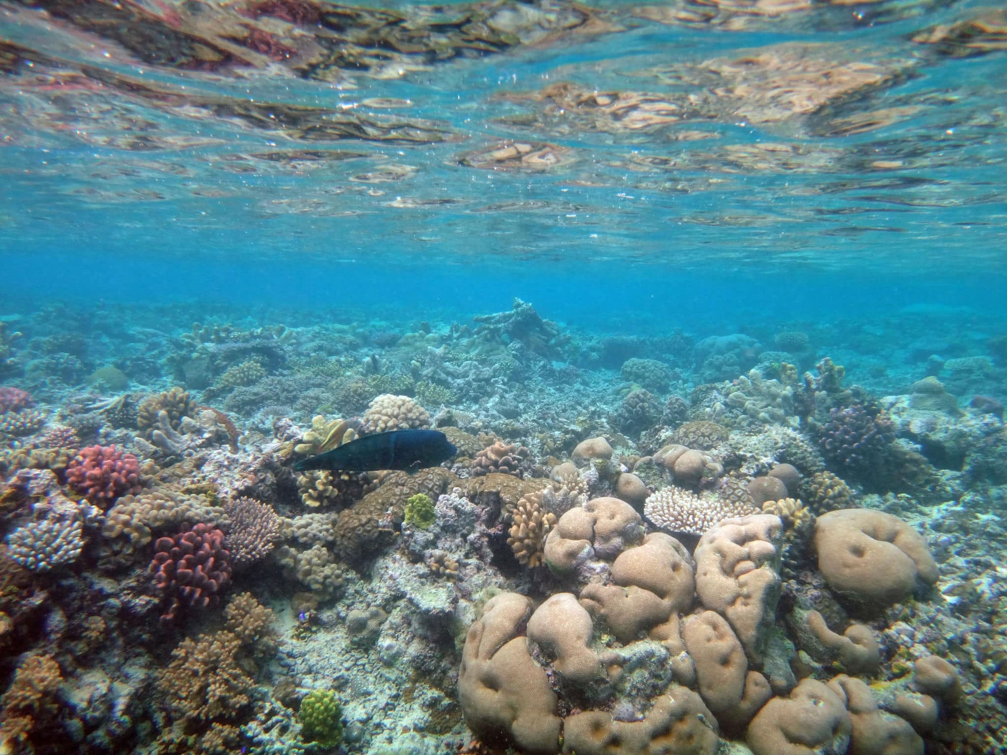 Sealife of Mystery Island, Aneityum, Vanuatu