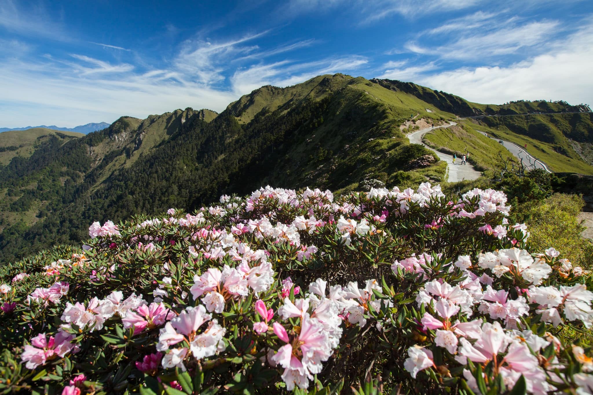 Rhododendron (Alpine Rose) Blooming by the Trails of Taroko National Park, Nantou Taiwan 