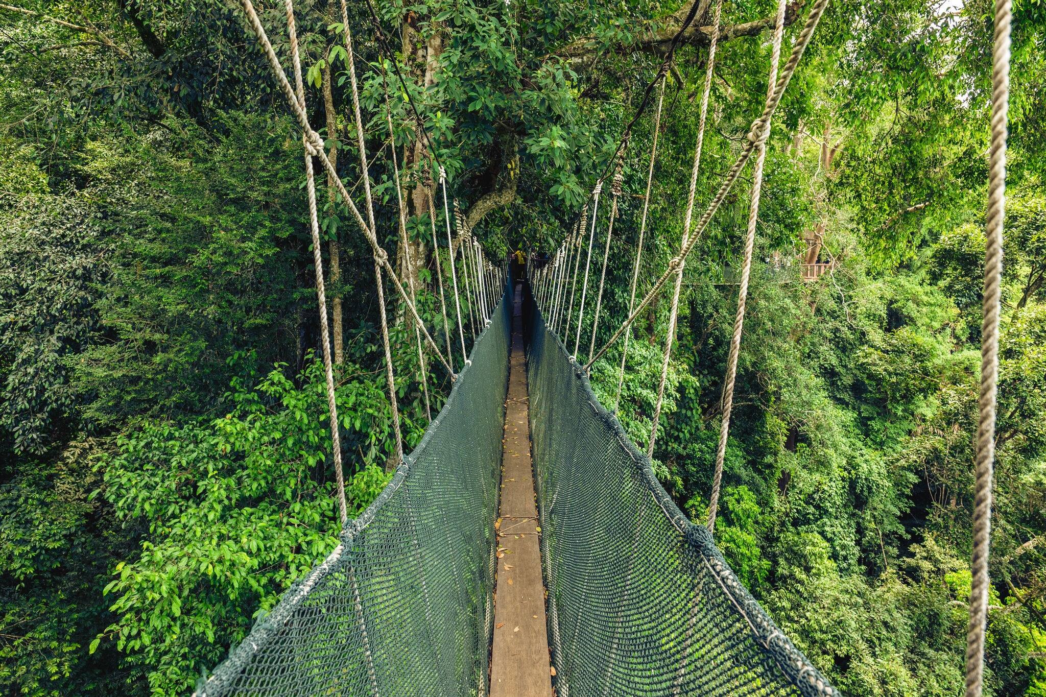Canopy walkway at National Kinabalu Park, Taman Negara Kinabalu, in Sabah, Malaysia