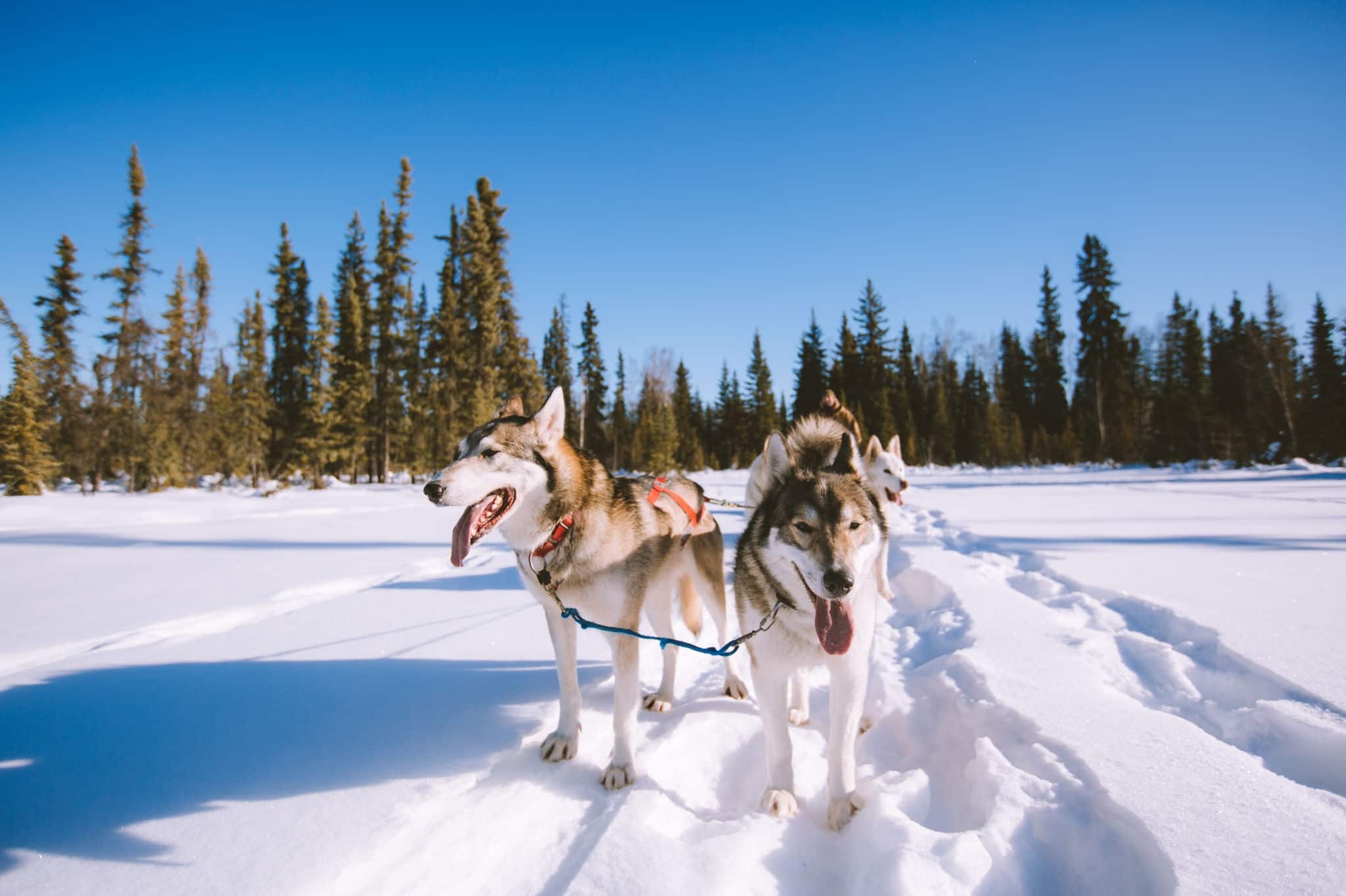 Dog sledding Fairbank, Alaska Winter