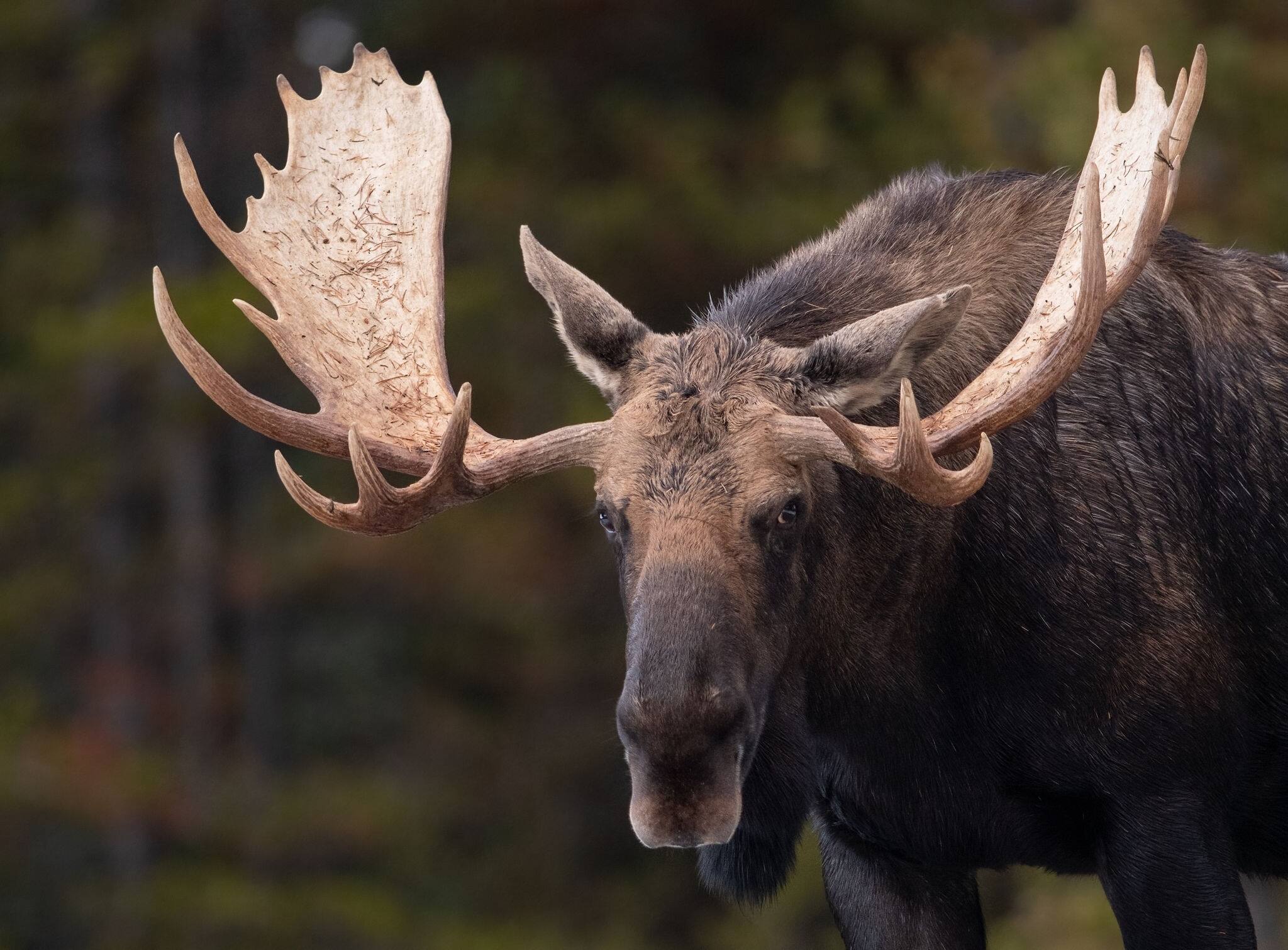 A Moose in Jasper Canada