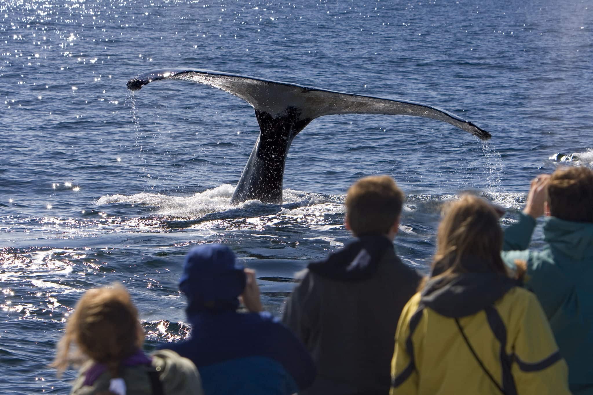 People on a Whale Watching Trip