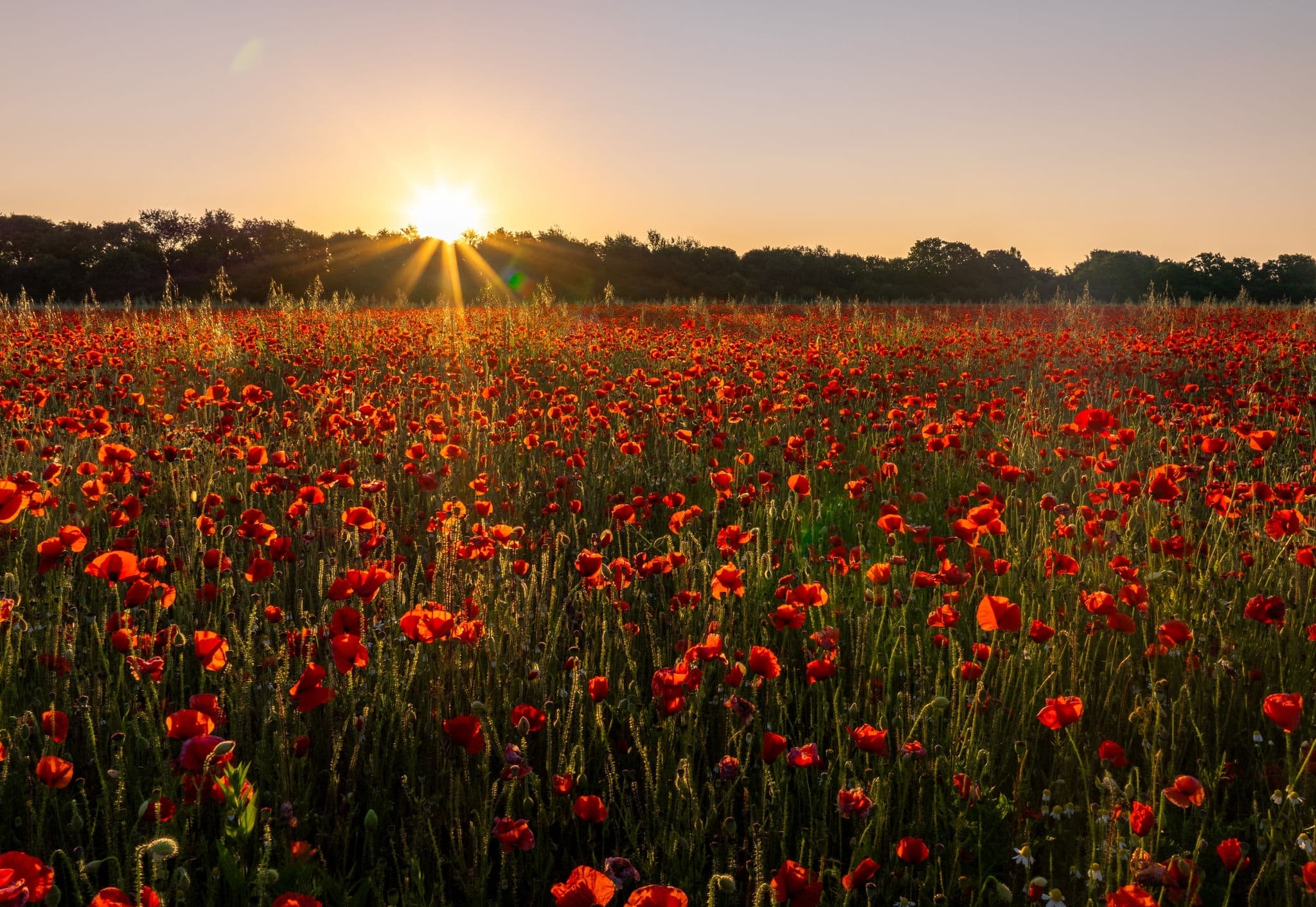 Poppy field at sunrise, Tilbury, Essex.