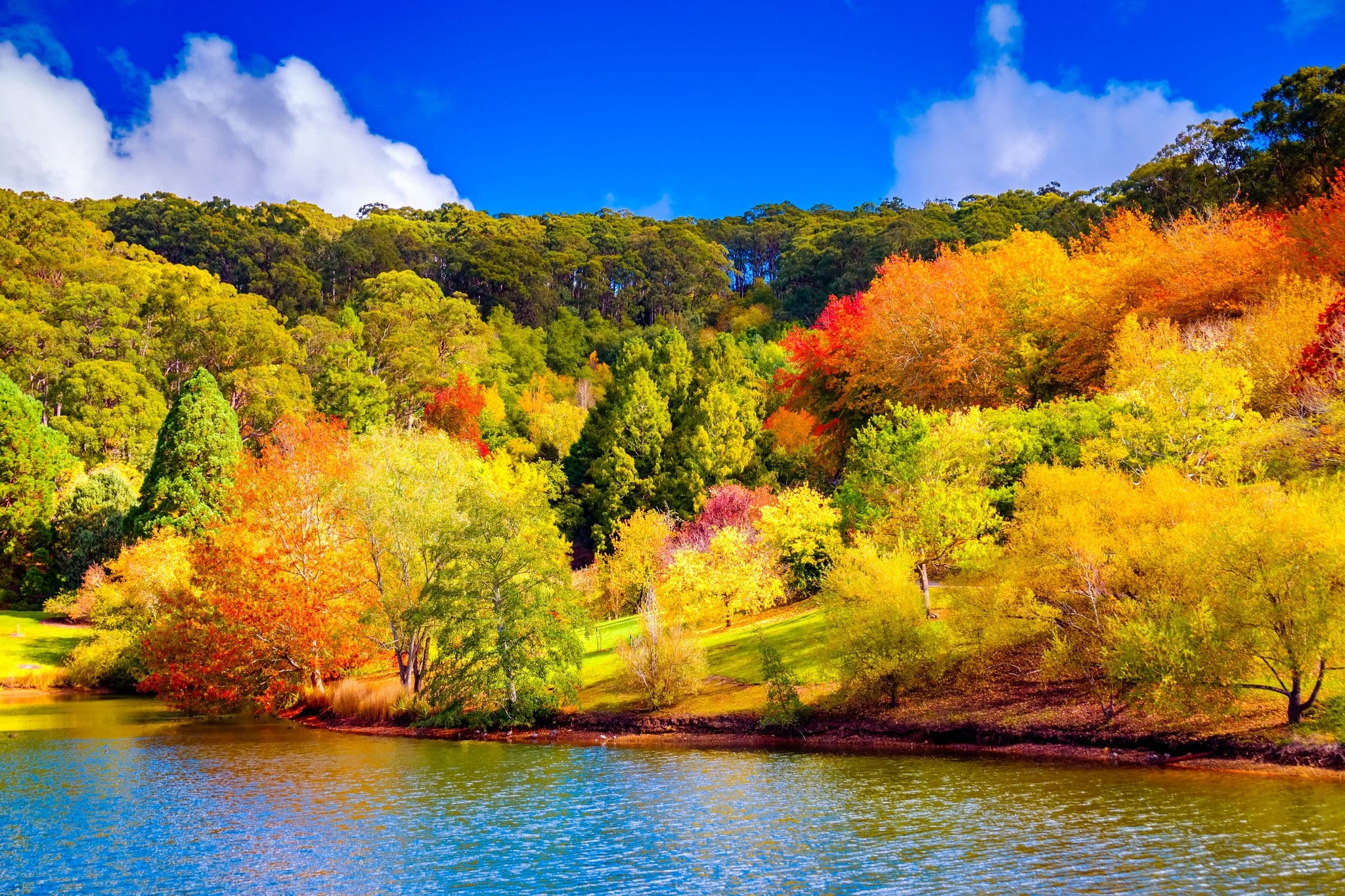 Colorful Australian autumn in Mount Lofty, Adelaide Hills, South Australia