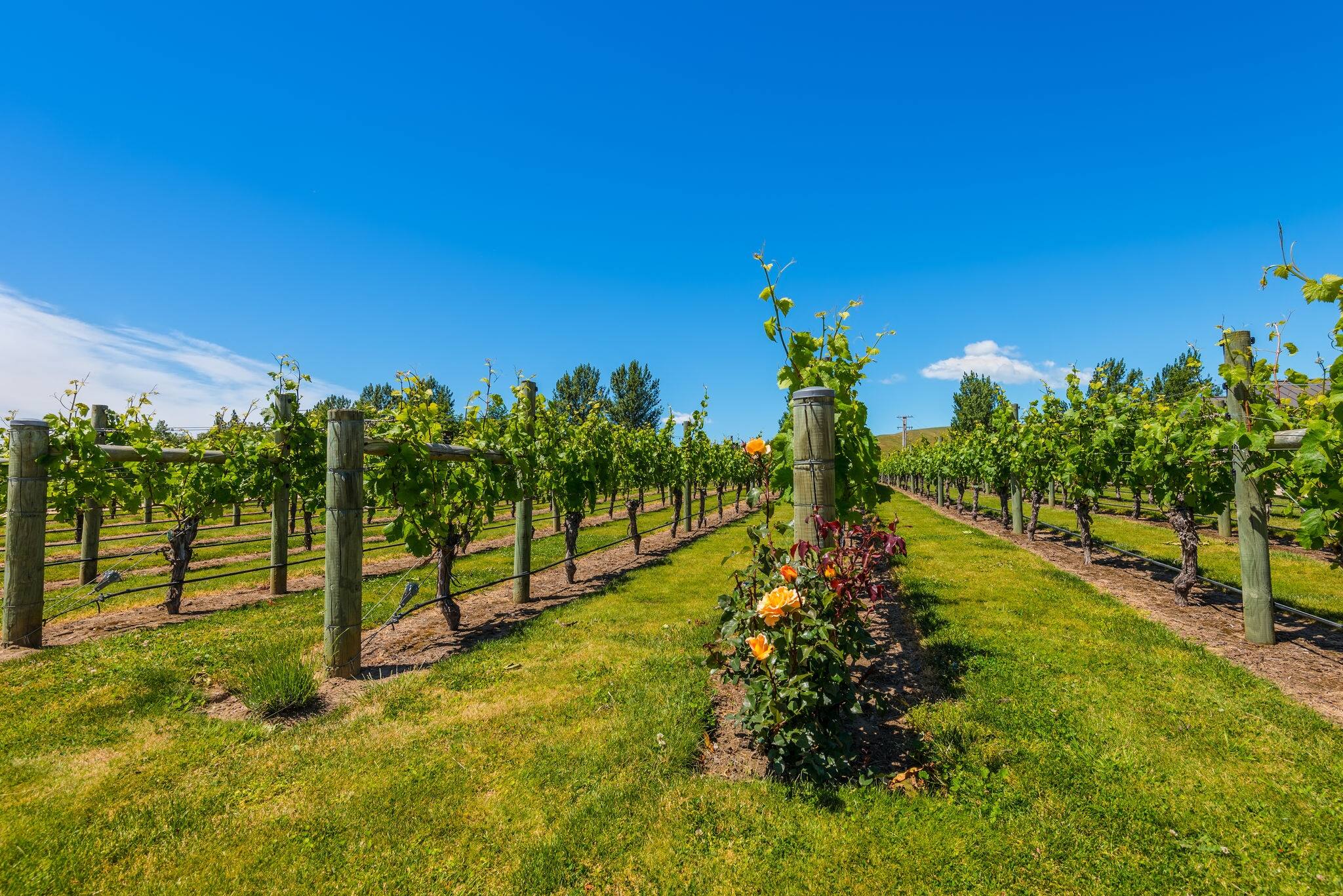 New Zealand's wine country is located in Napier near Hawke's Bay