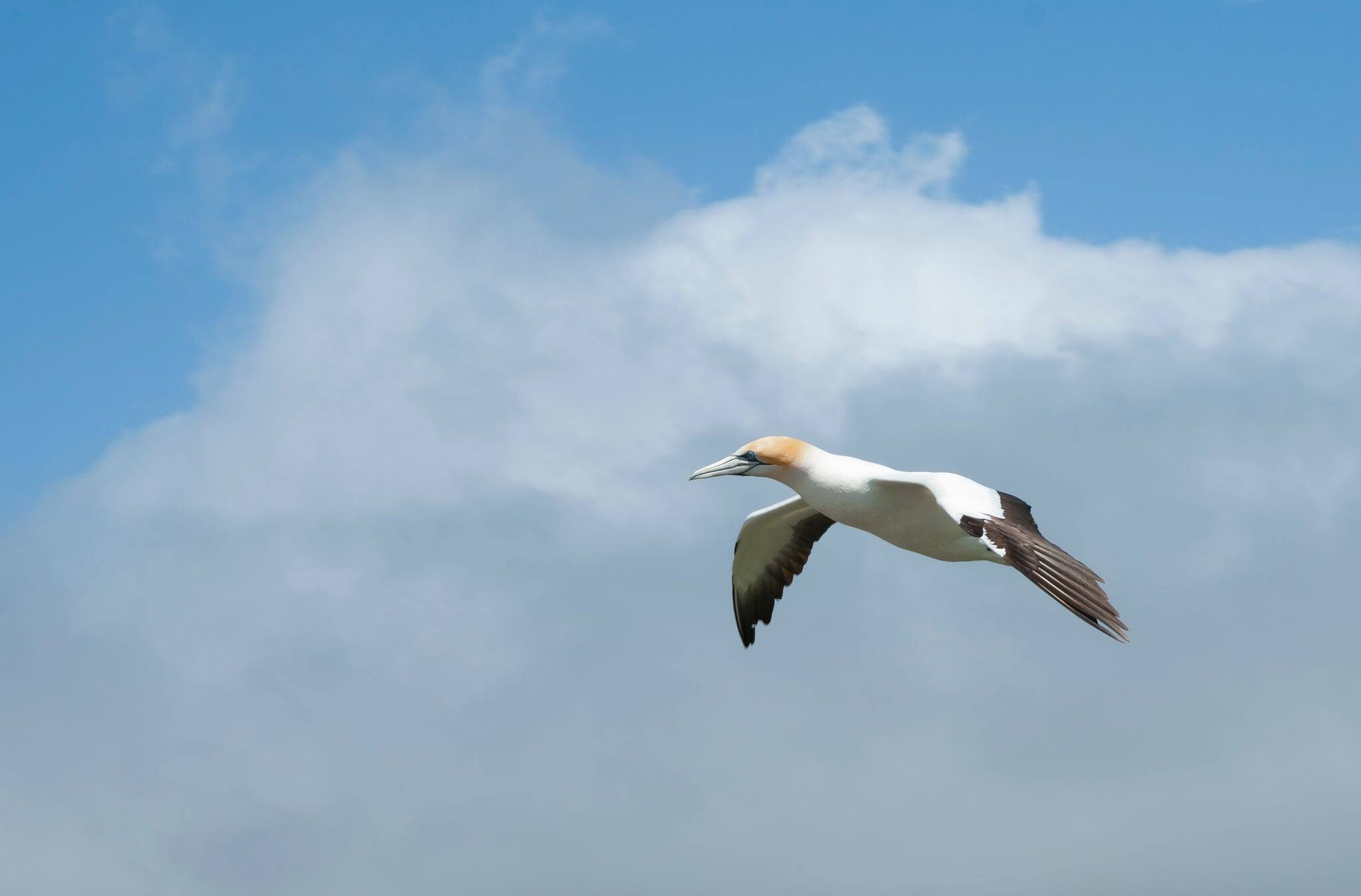 Gannet colony in nesting season at Cape Kidnappers  New Zealand.