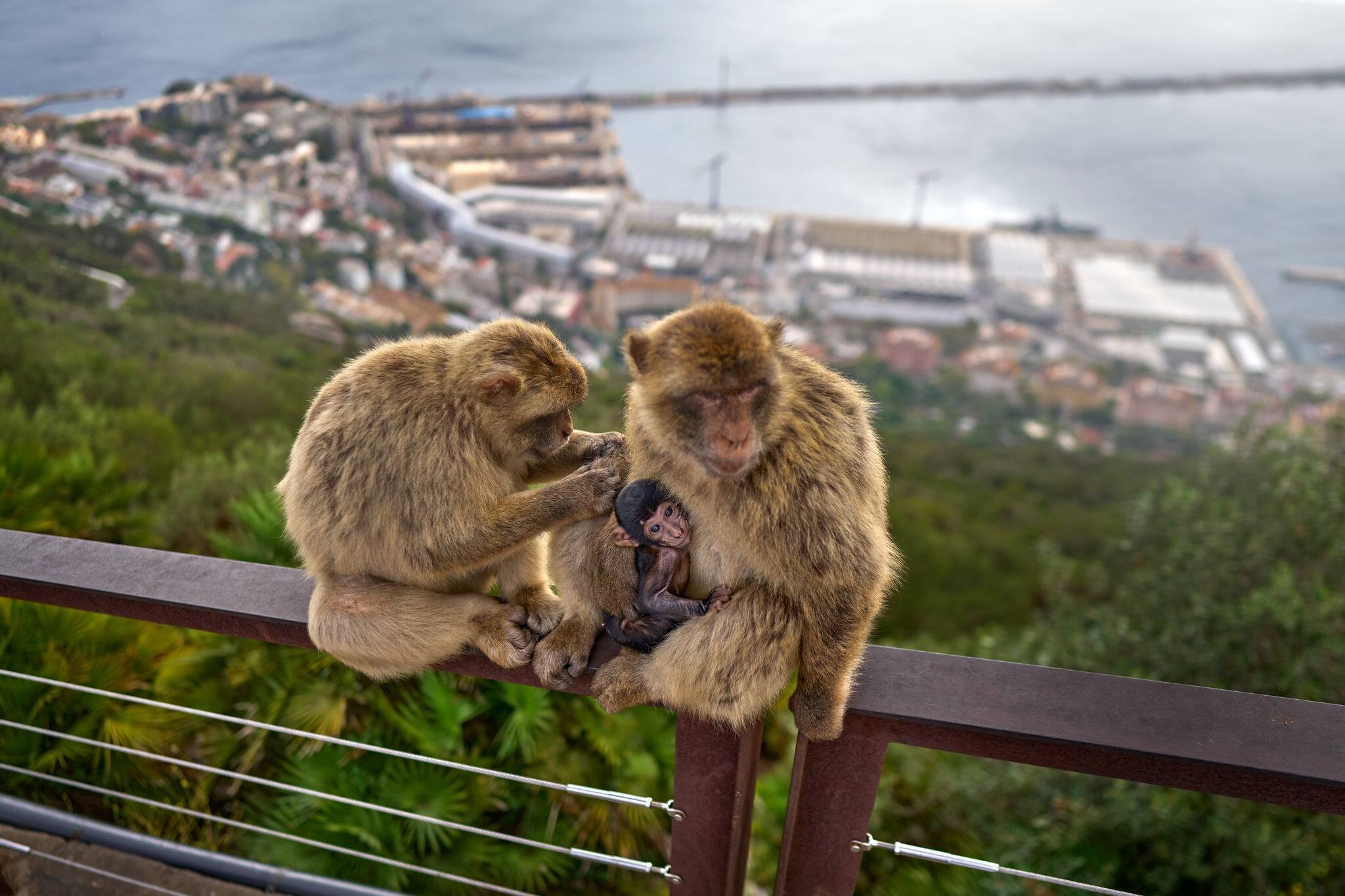 Barbary macaque and young baby care, wild monkey family in Gibraltar. Only one monkey species on European continent. Urban wildlife on top of Rock og Gibraltar. Animal in nature with human. Wide angle