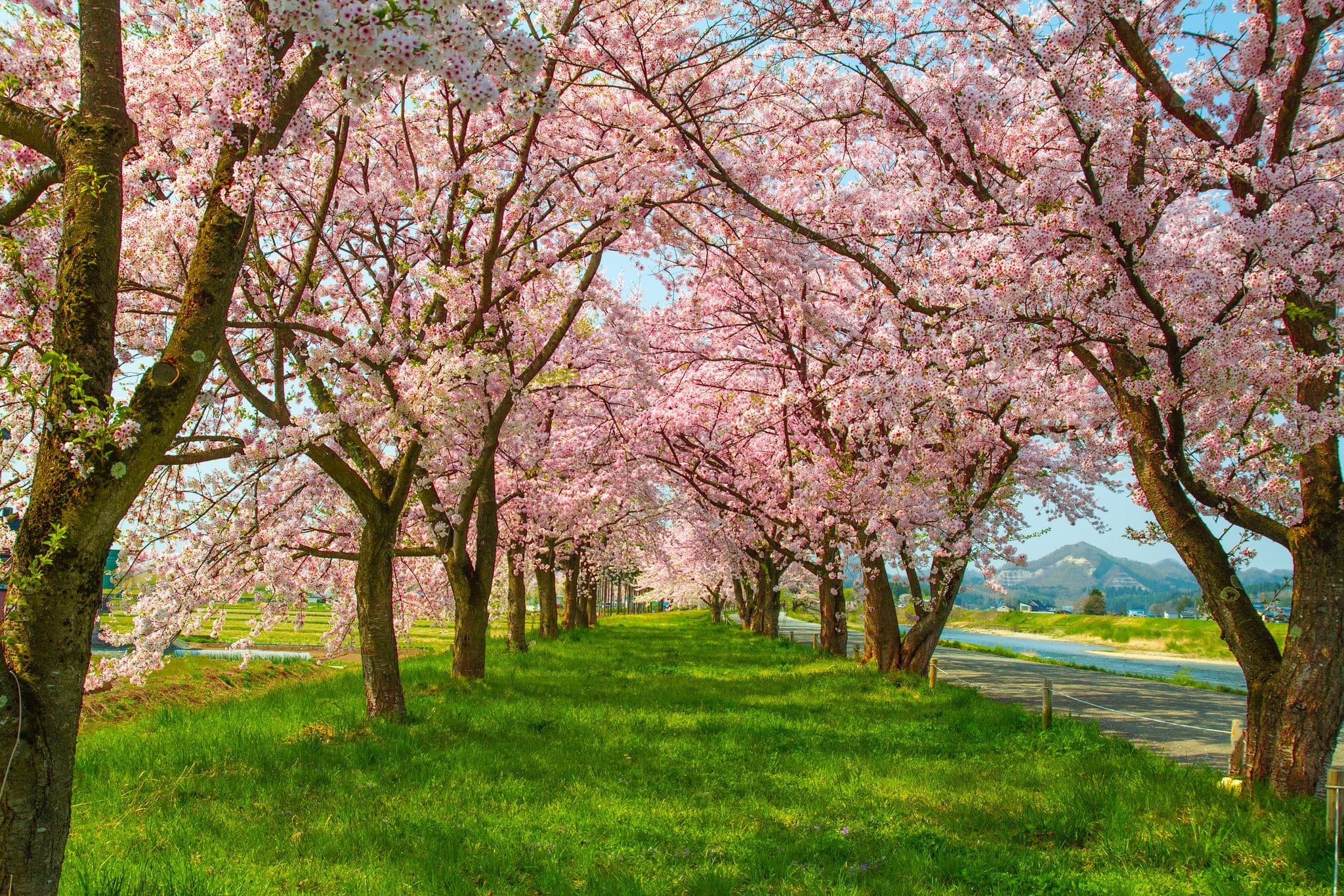 By the Hinokinai river Kakunodate City Akita Prefecture Japan The cherry blossoms that stand along the beautiful pink cherry blossoms and the bright green grass are perfect for the Hanami holiday.