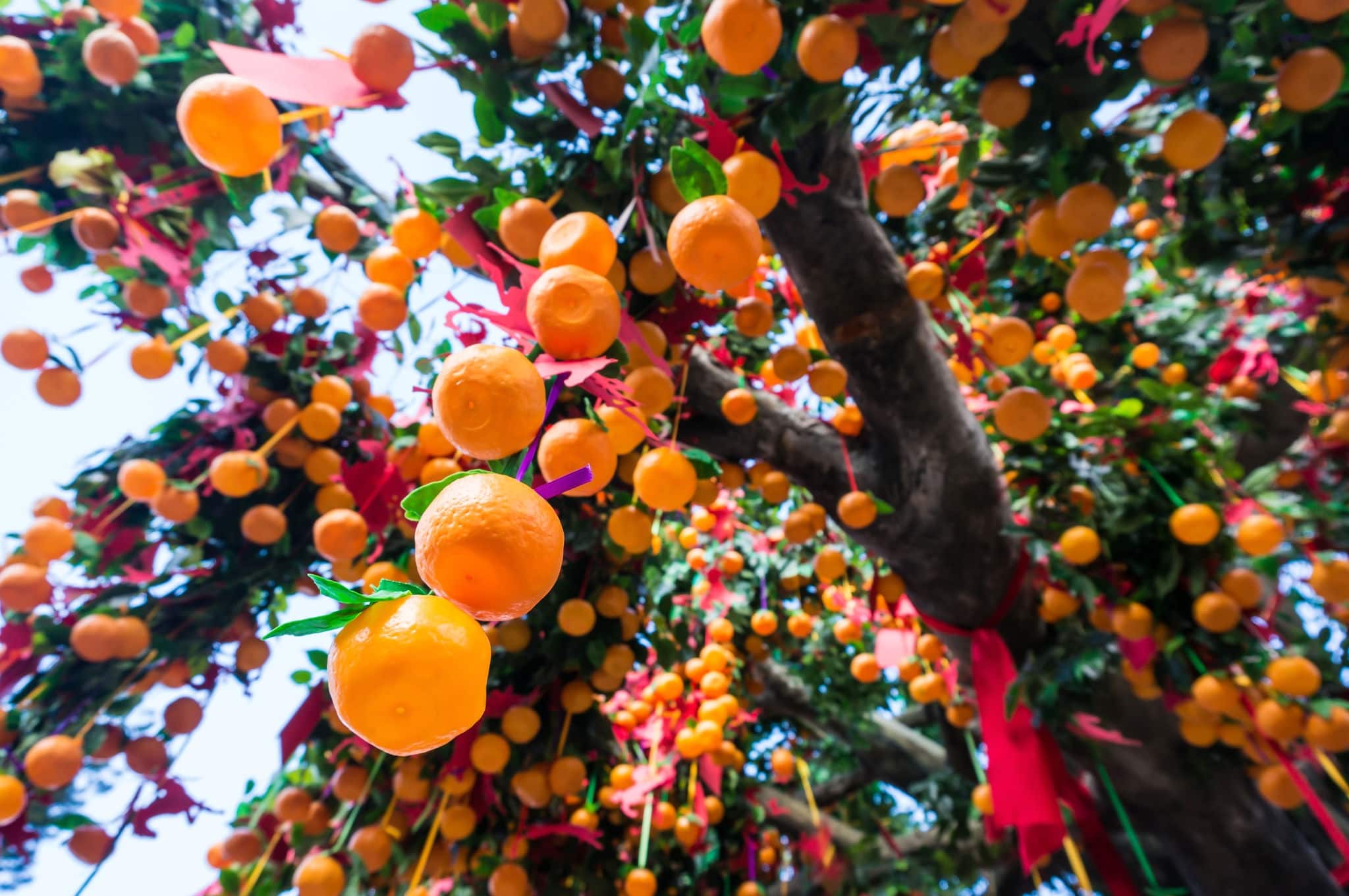 Lam Tsuen Wishing Tree at which Chinese and tourists burn joss sticks, write their wishes on joss paper tied to a plastic orange, then threw them up to hang in the tree.