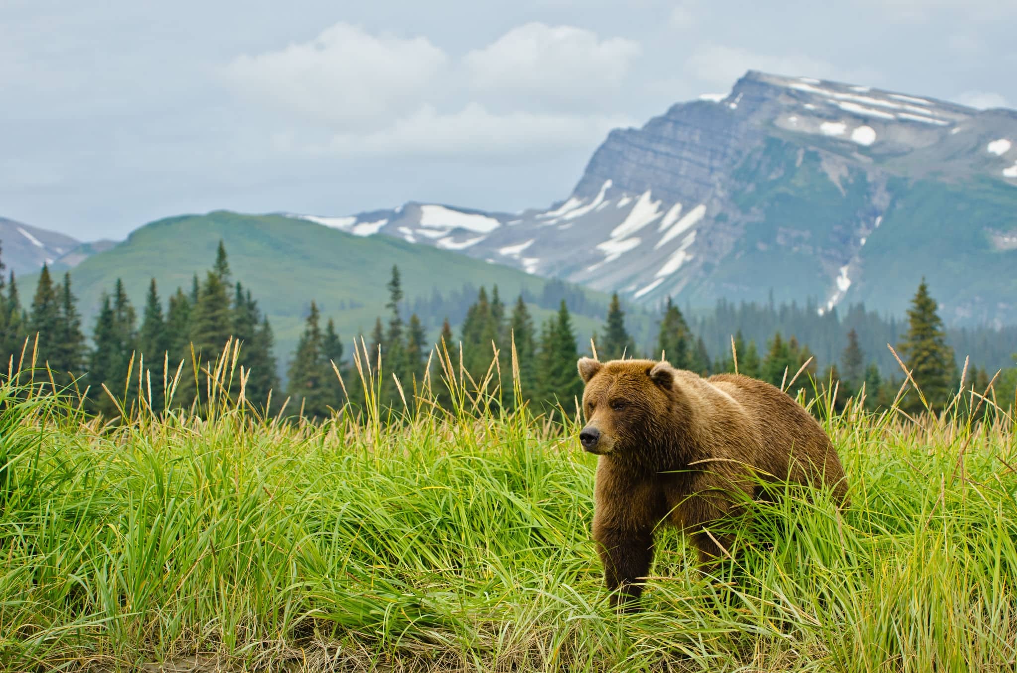 Coastal Brown Bears