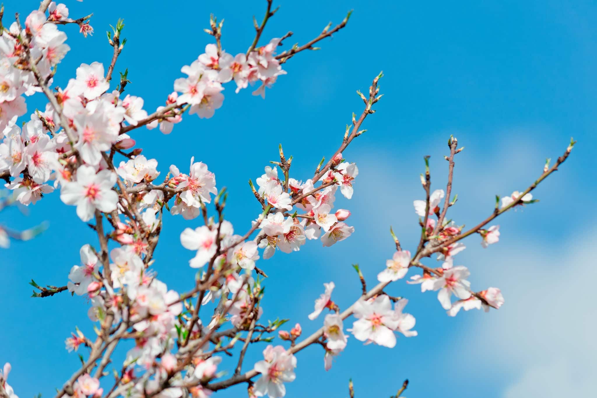 almond branches in springtime