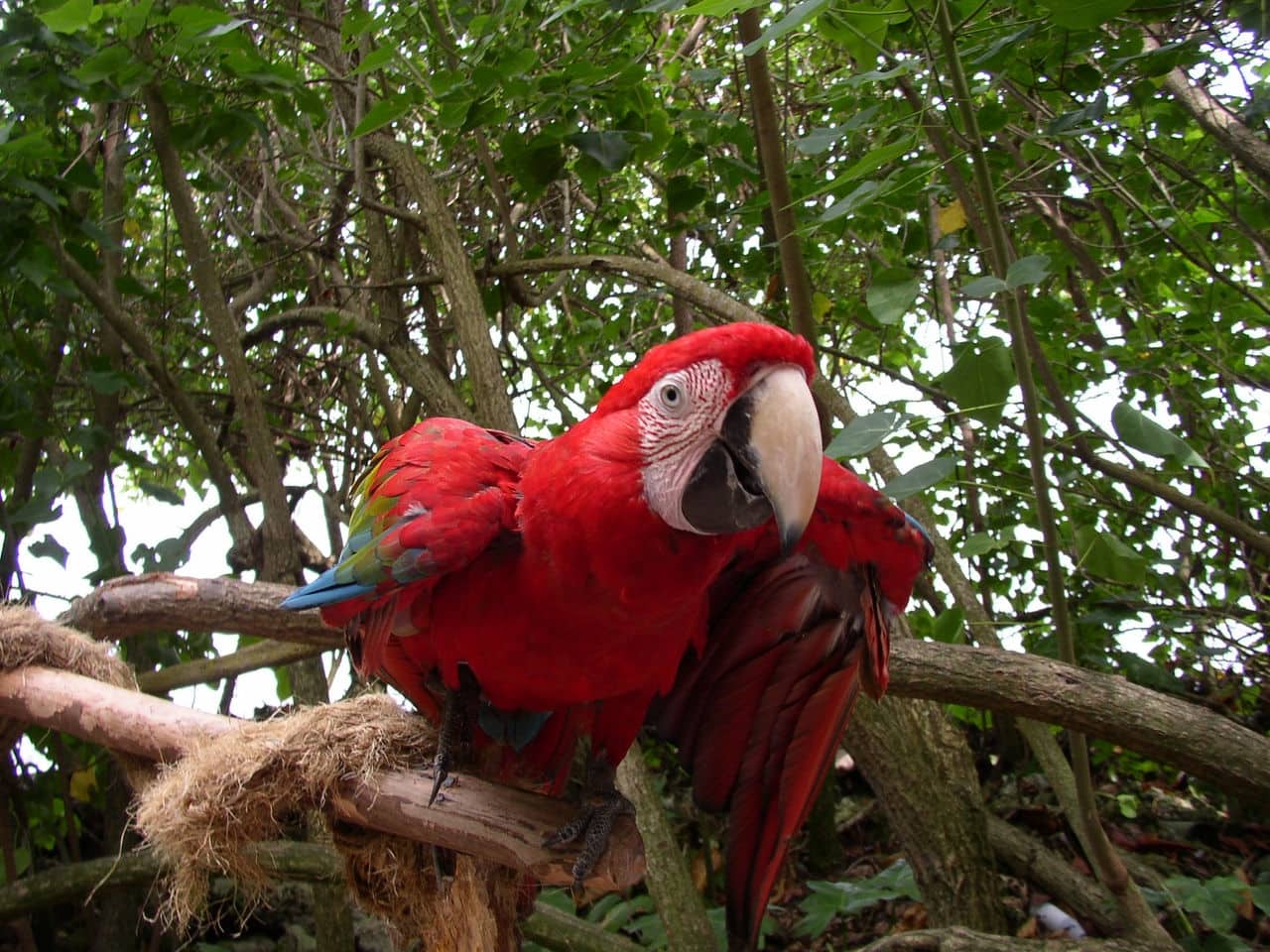 Parrot in Ocho Rios