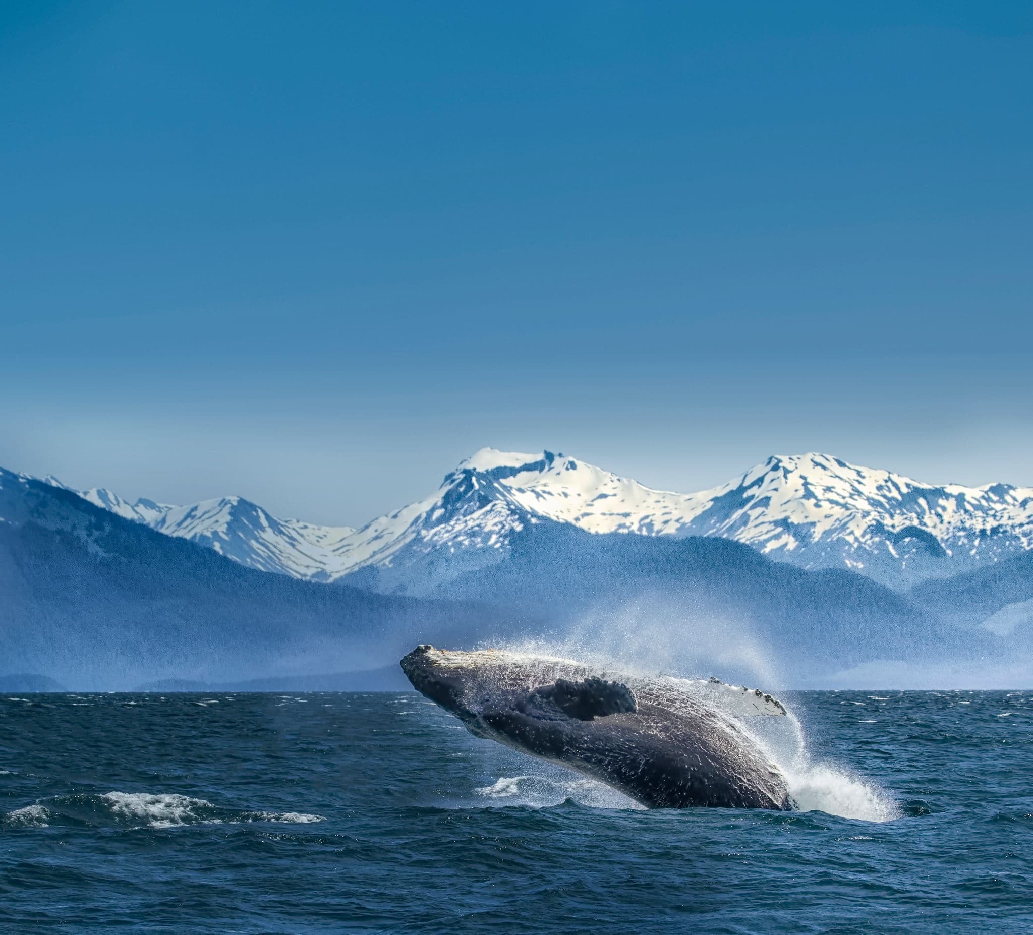 Breaching humpback whale against snow capped mountains  seen in the distance in Glacier Bay, Alaska.