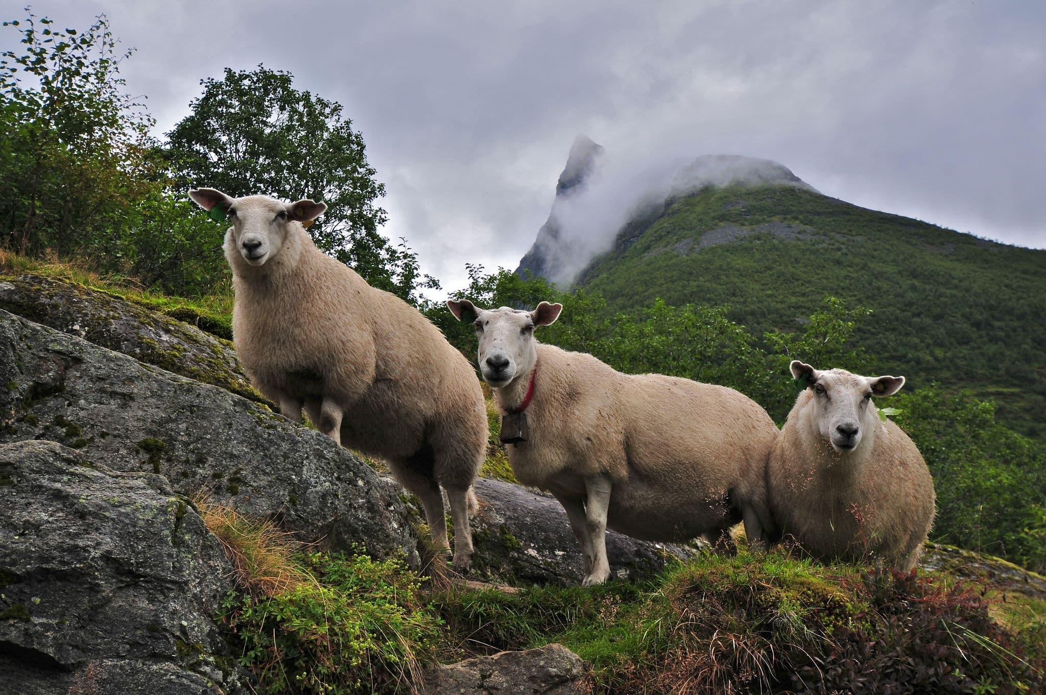 Sheep and mountain