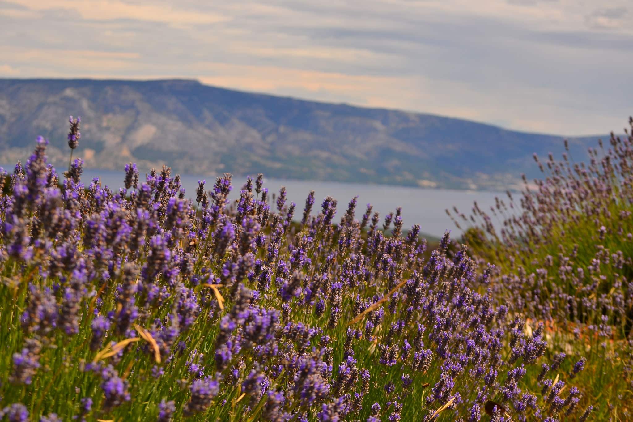 Lavendar Landscape in HVAR Island