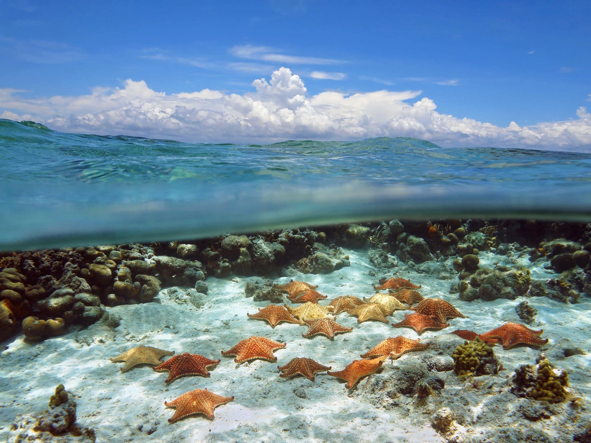 Split view in the ocean with group of starfish underwater and above surface, blue sky with cloud