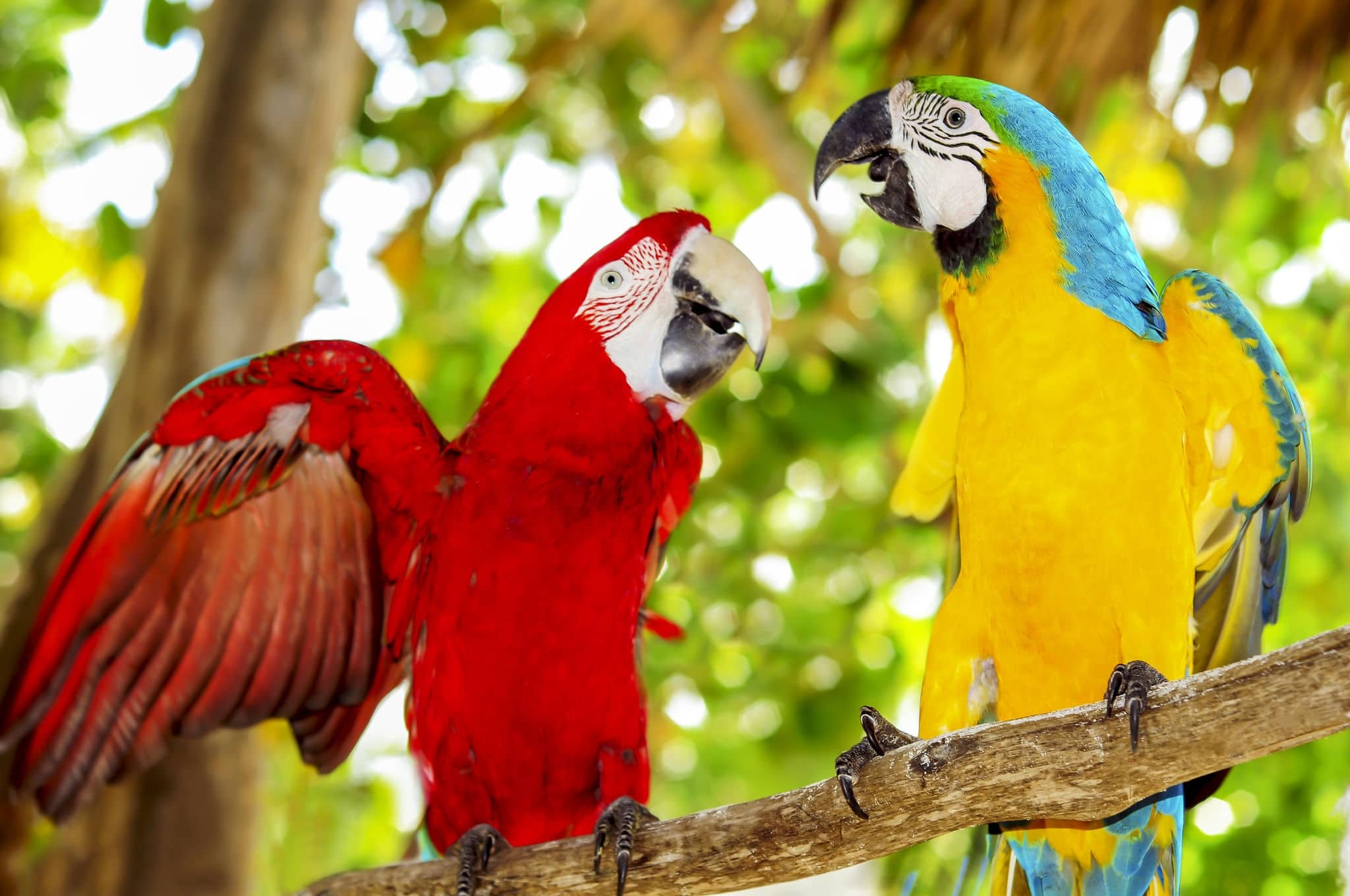 Two beautiful carribean maccaws on exotic beach at Saona island, Dominican Republic