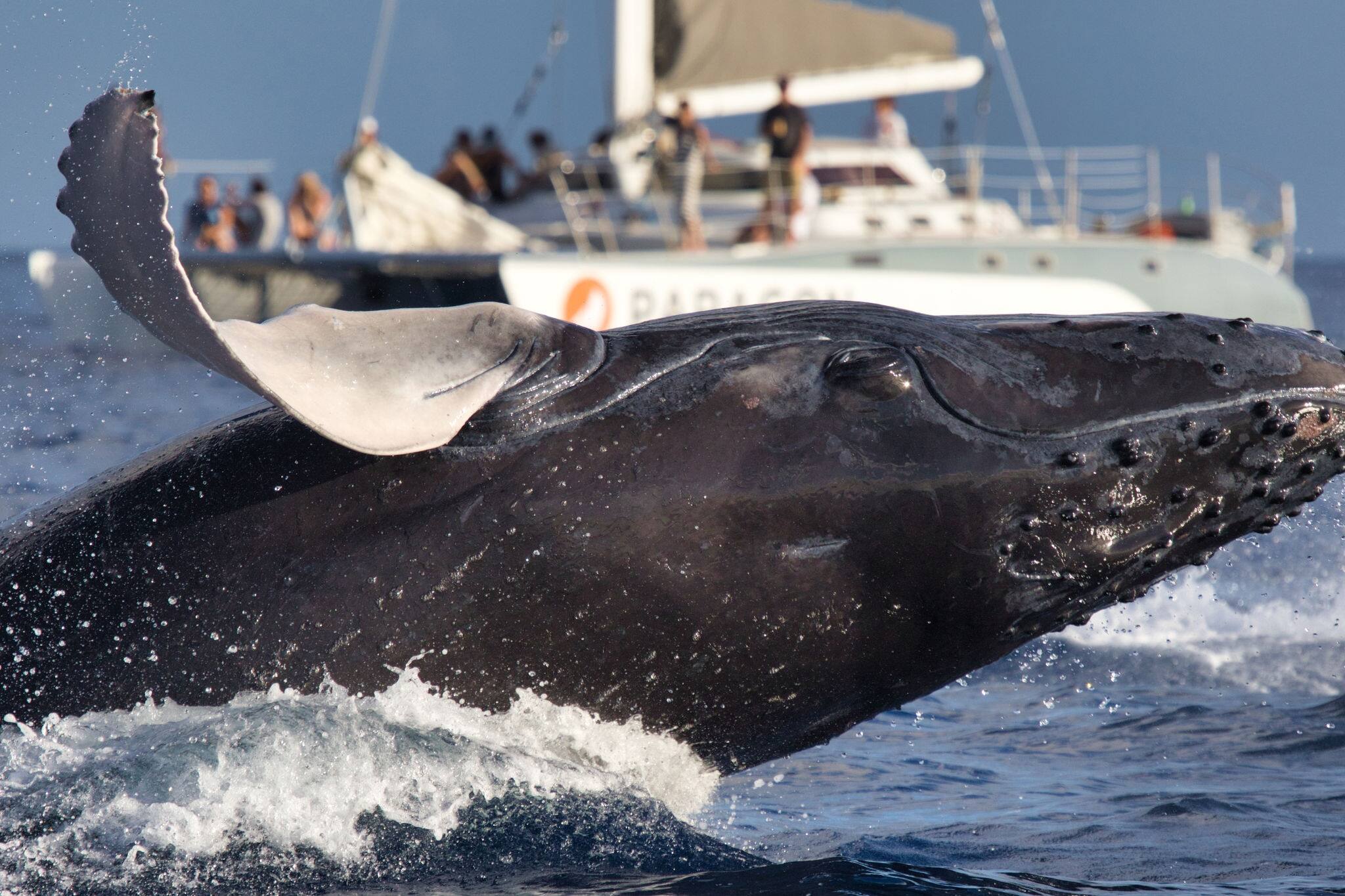 Large humpback whale frollicking in the ocean on Maui for whale watchers.