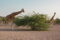 Sir Bani Yas, United Arab Emirates