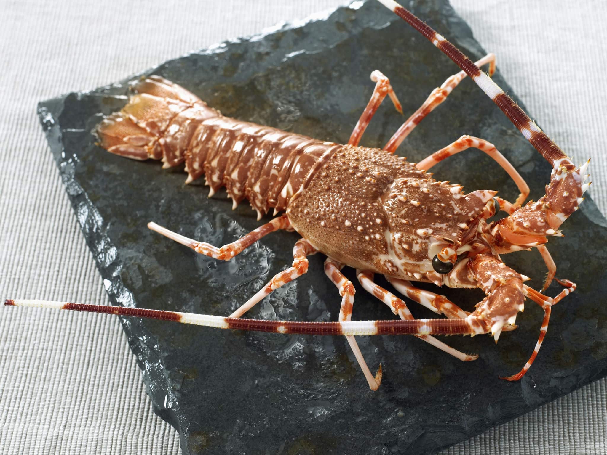 Whole spiny lobster