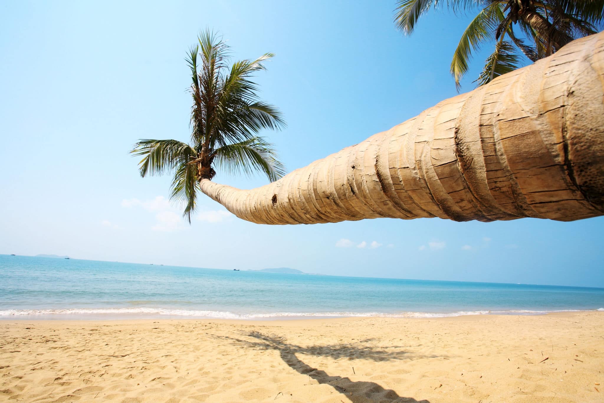 palm beside sea in sanya china