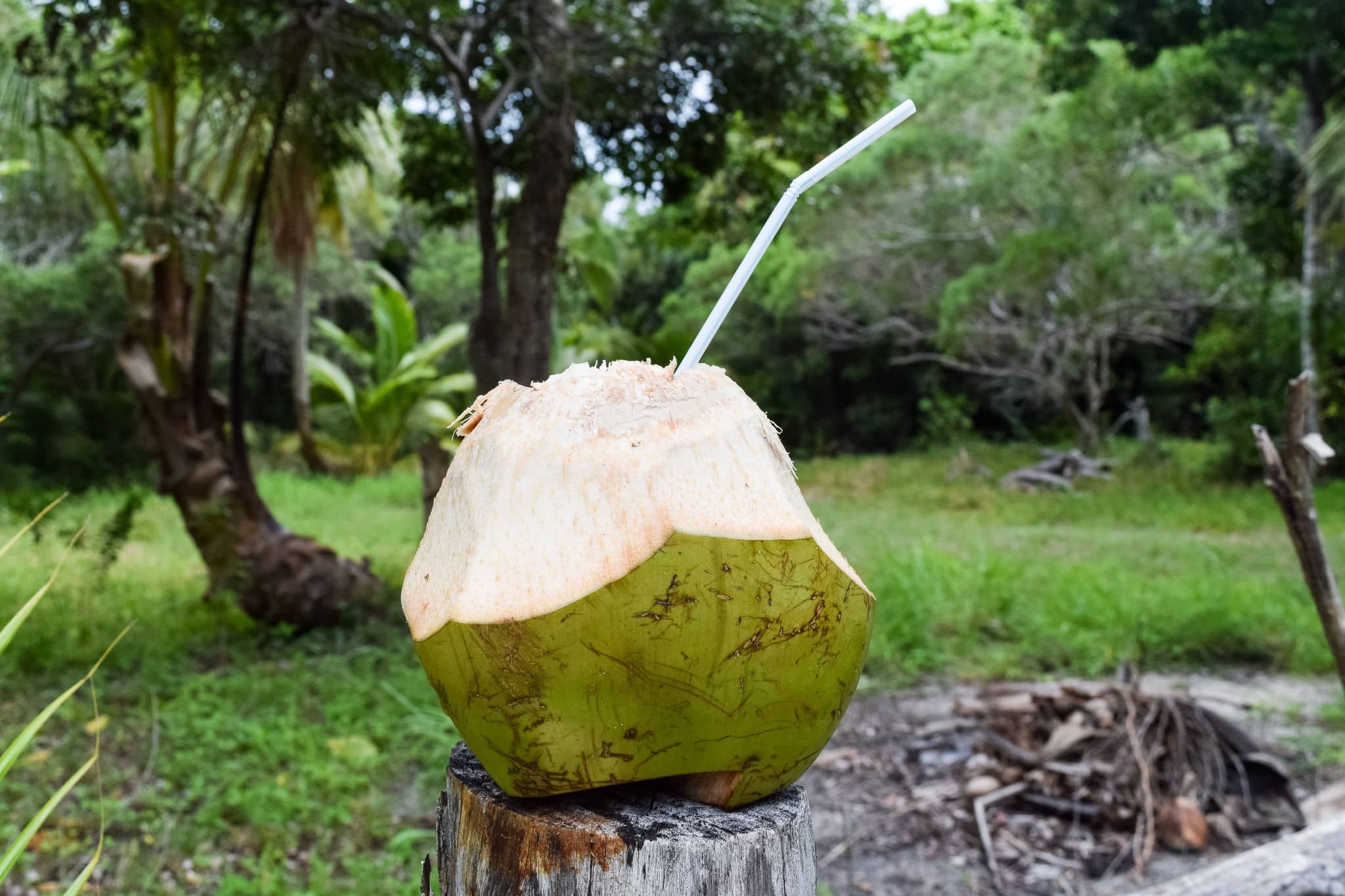 Fresh coconut to drink, New Caledonia, isle of pines, Dec 2016
