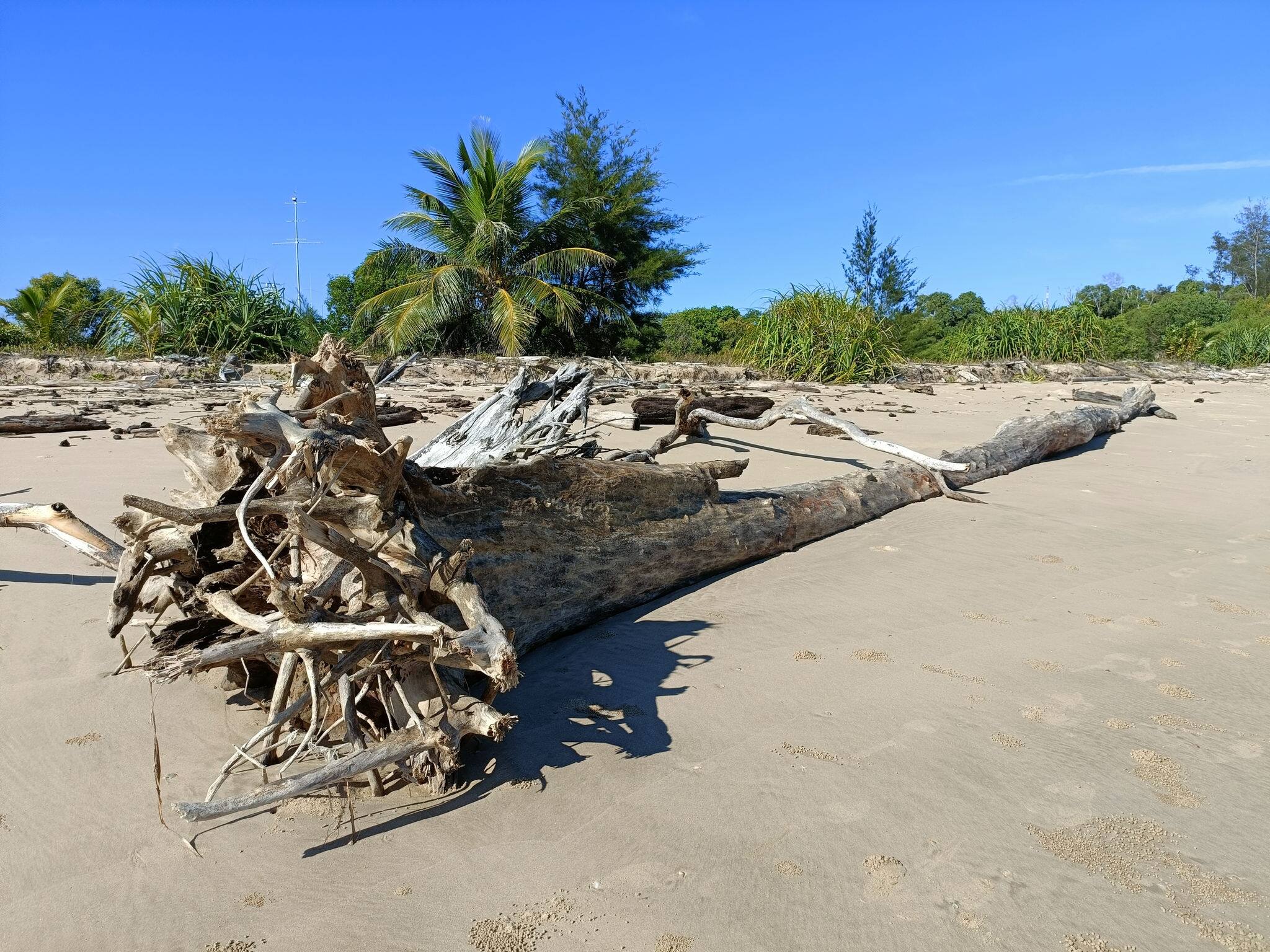 drift wood at Muara beach Brunei Darussalam