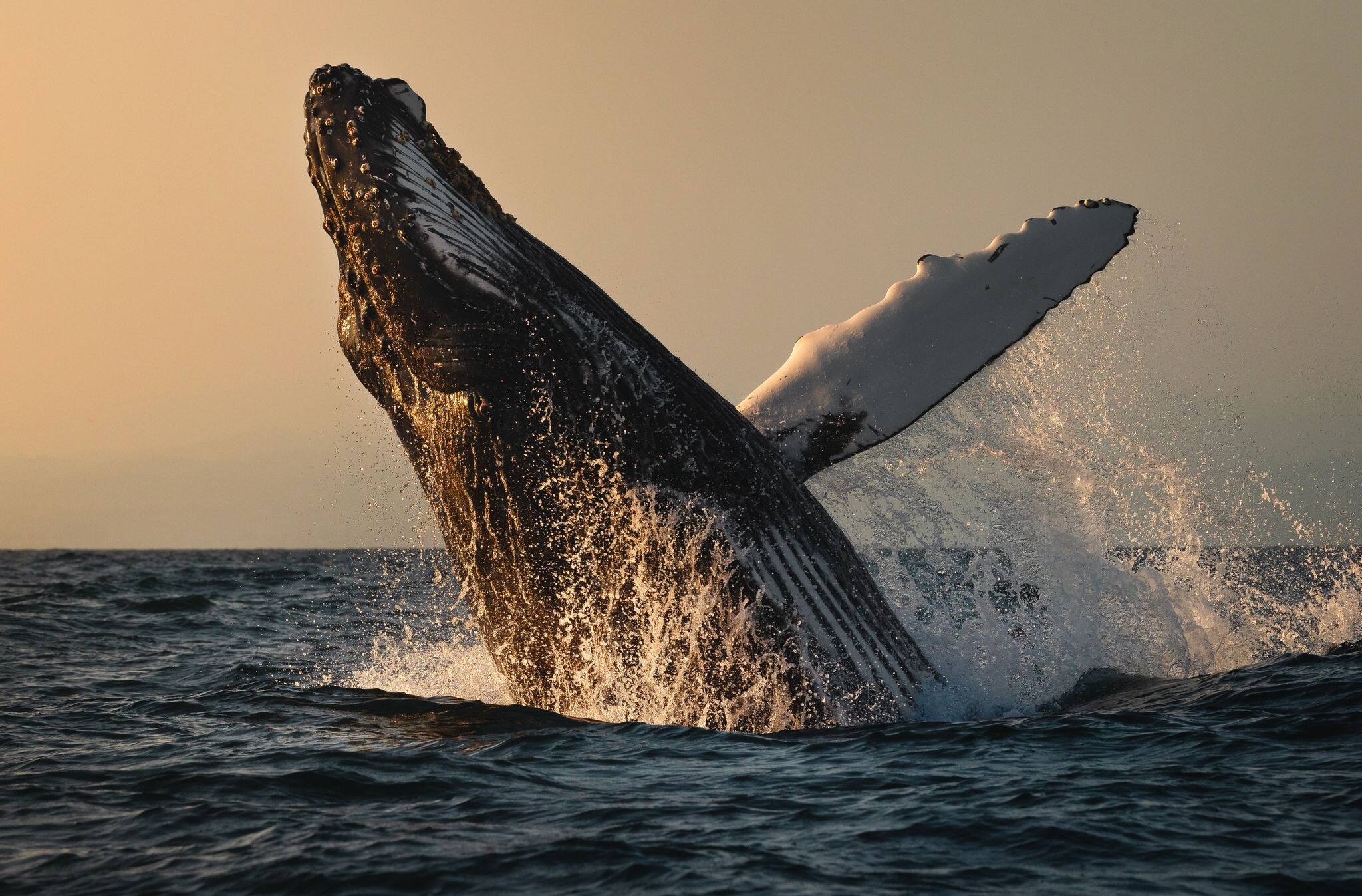 A young humpback whale breaches during sunset in Monterey Bay, California. 