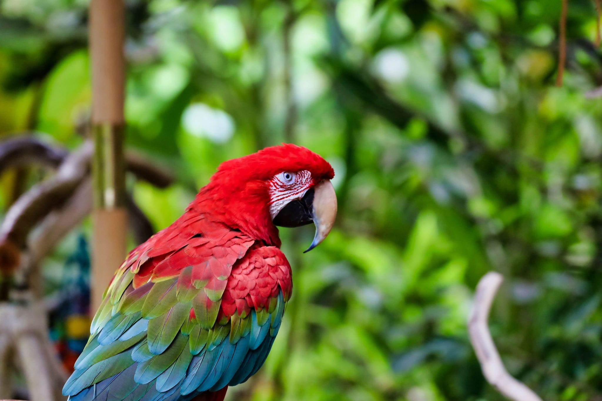 Back view of a green-winged macaw. Red, green and blue plumage of a macaw.
