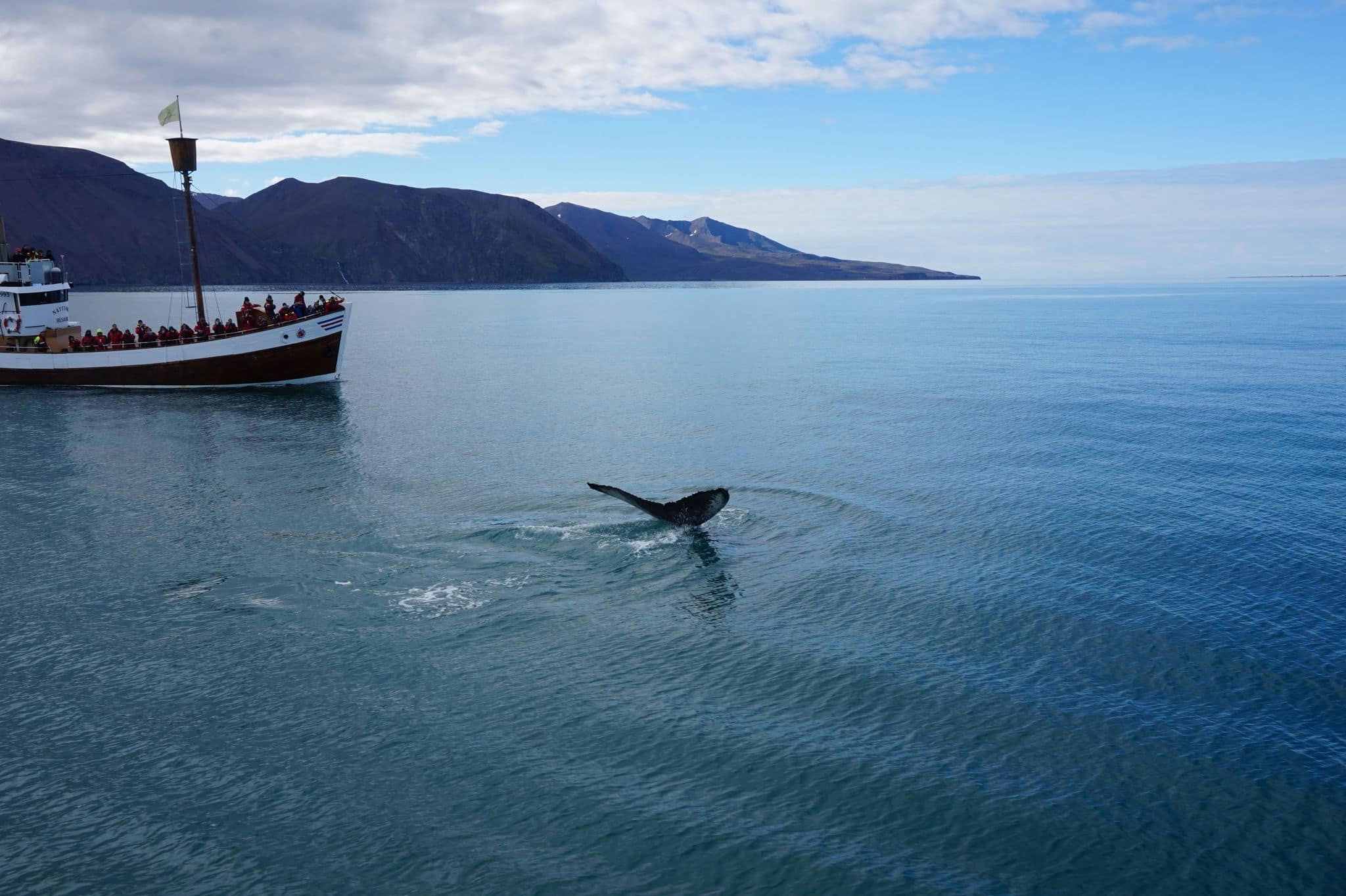 Whale watching in North Iceland, Husavik