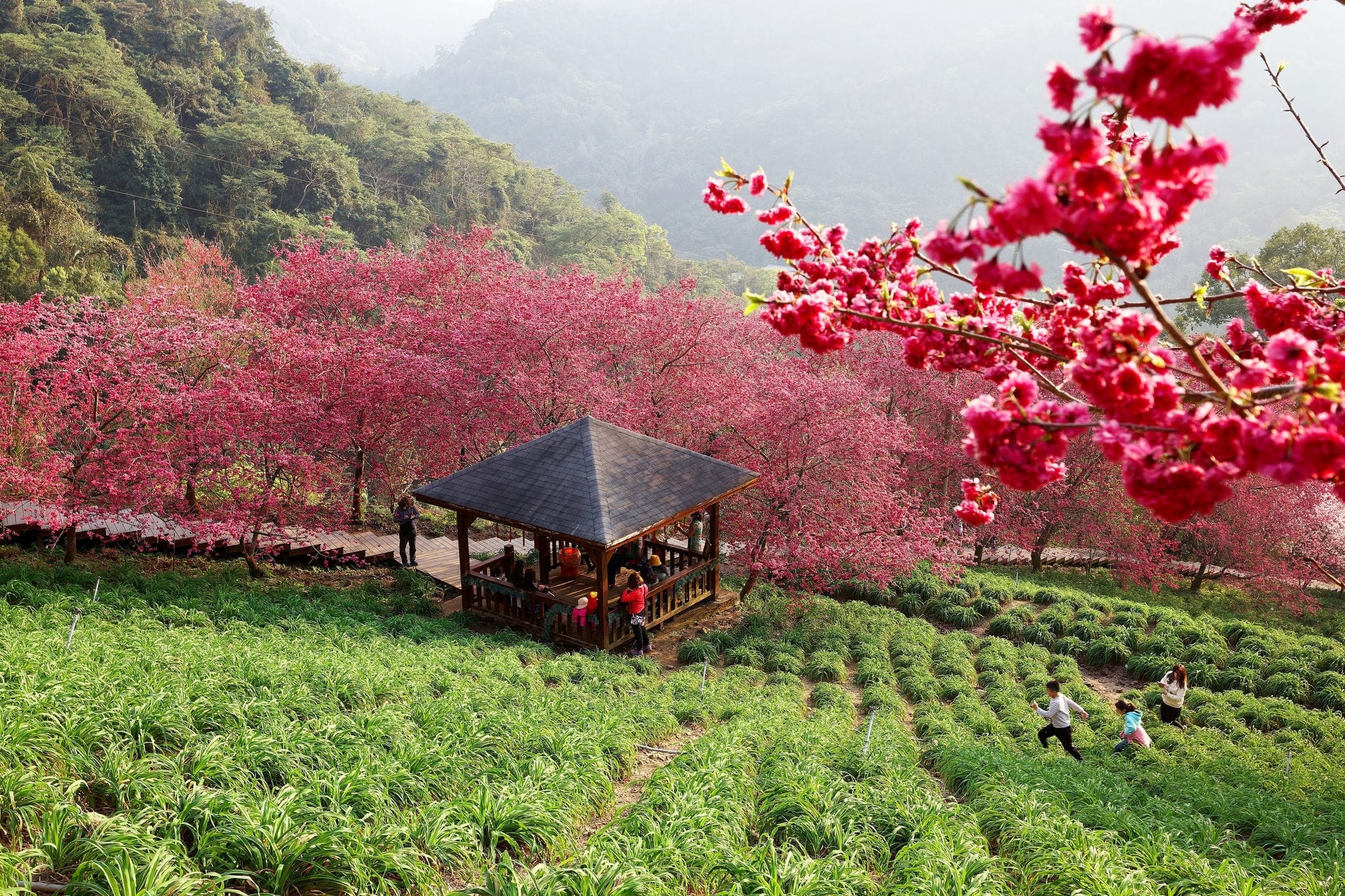 Scenery of red cherry blossom trees (sakura) blooming on the green grassy hillside and tourists in a gazebo enjoying the view on a beautiful spring day, in Xinshe 新社 District, Taichung City, Taiwan